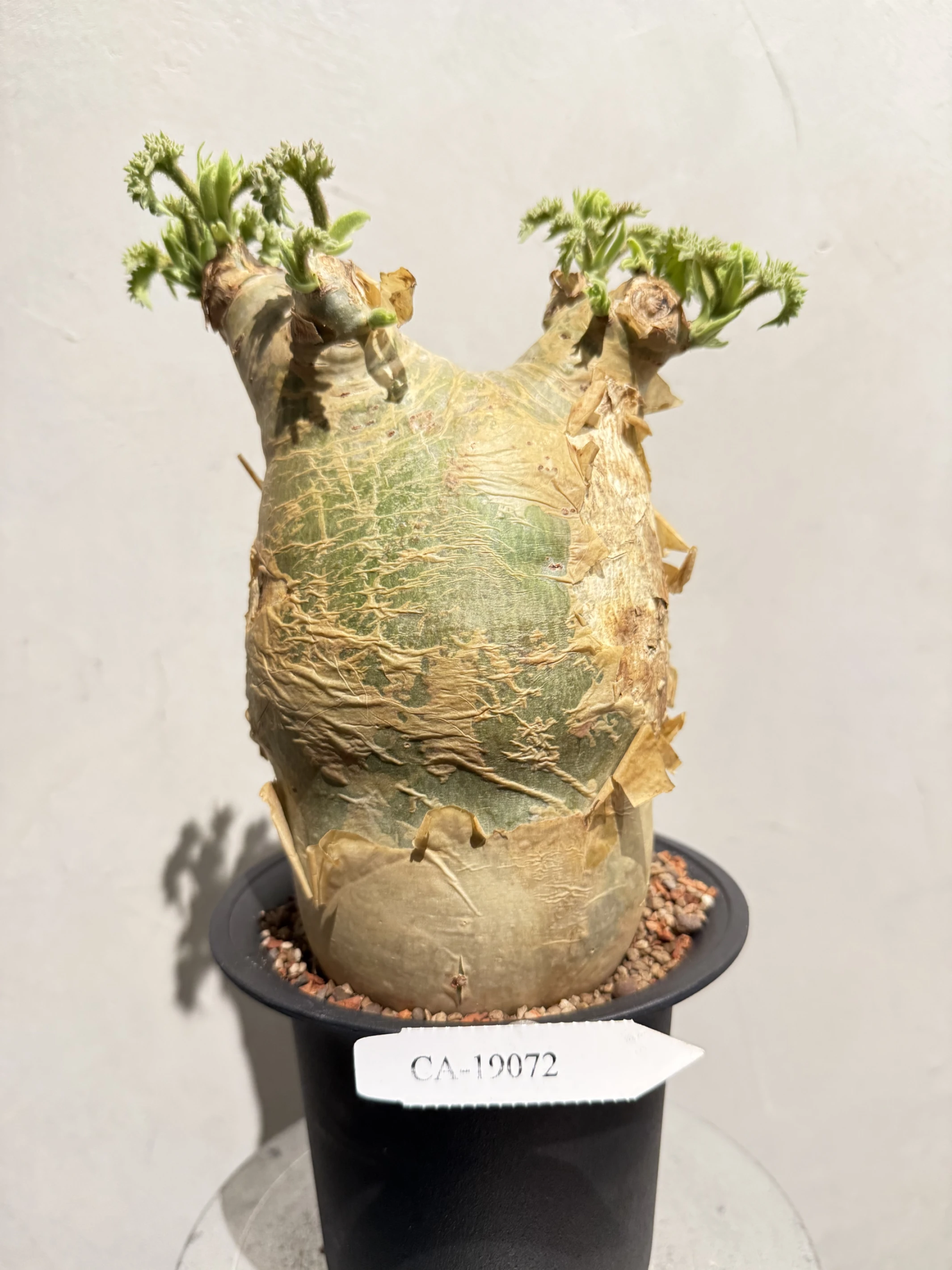 CA-19072 安哥拉葡萄甕 Cyphostemma uter var. macropus 2026-09-15