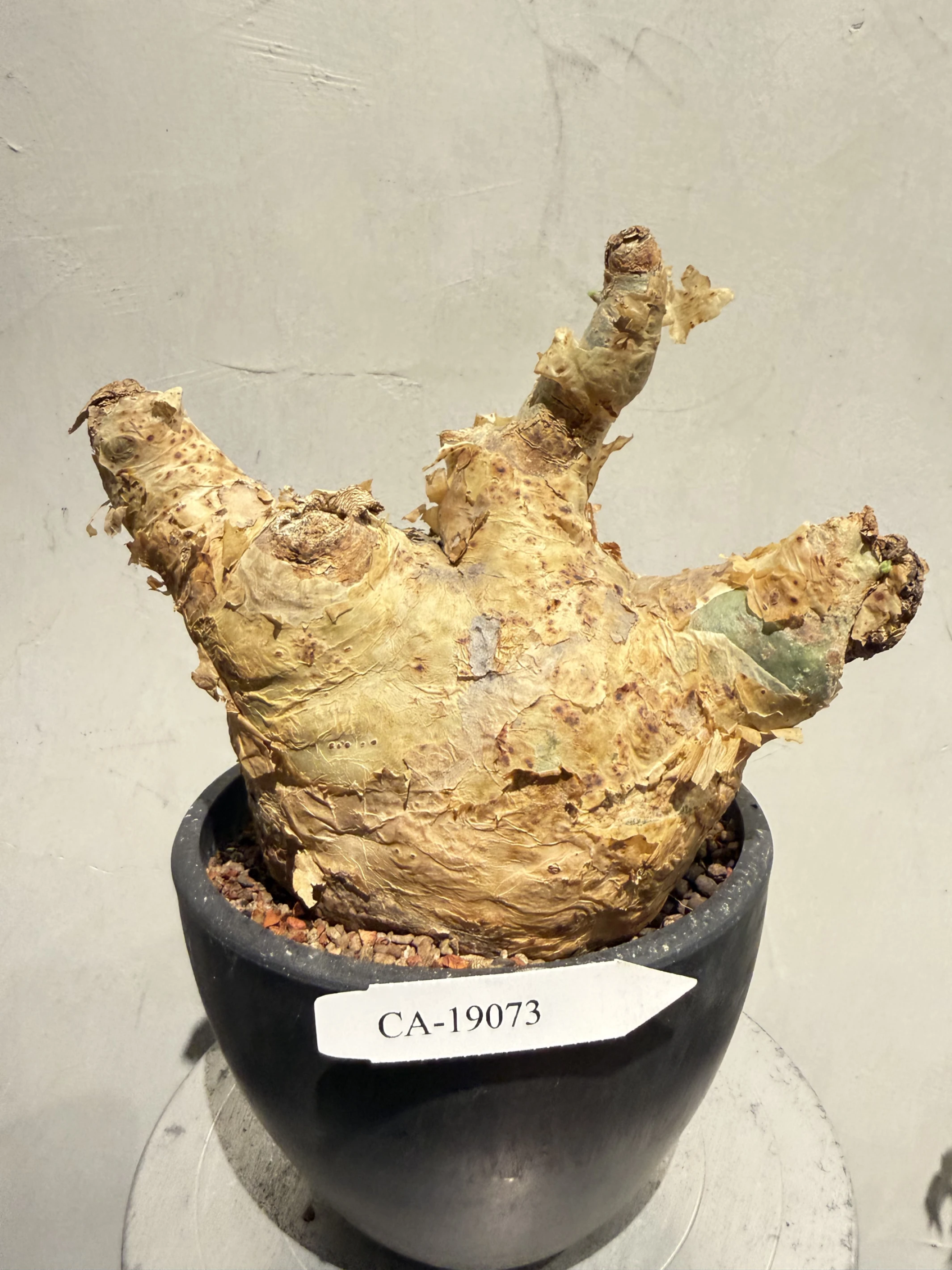 CA-19073 安哥拉葡萄甕 Cyphostemma uter var. macropus 2026-09-15