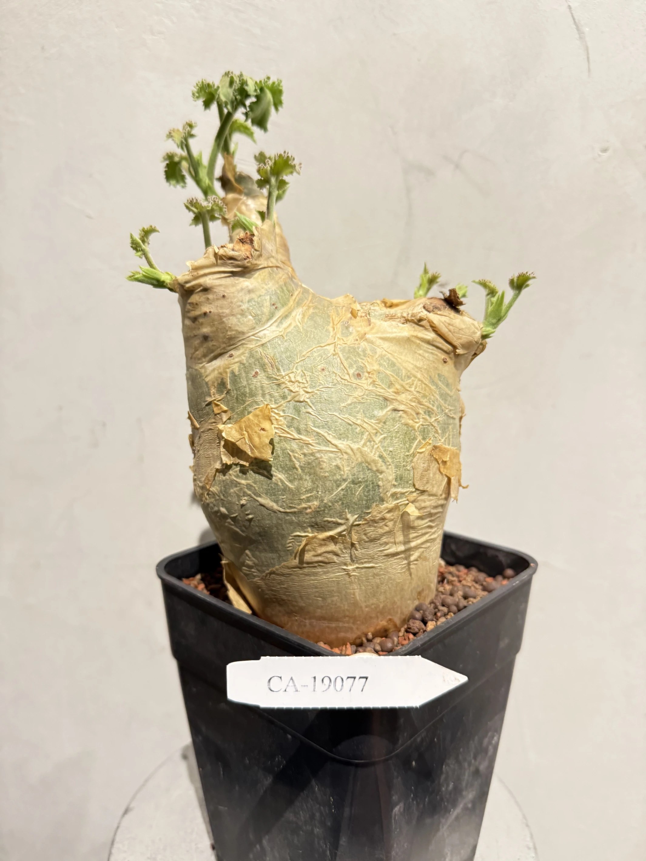 CA-19077 安哥拉葡萄甕 Cyphostemma uter var. macropus 2026-09-15