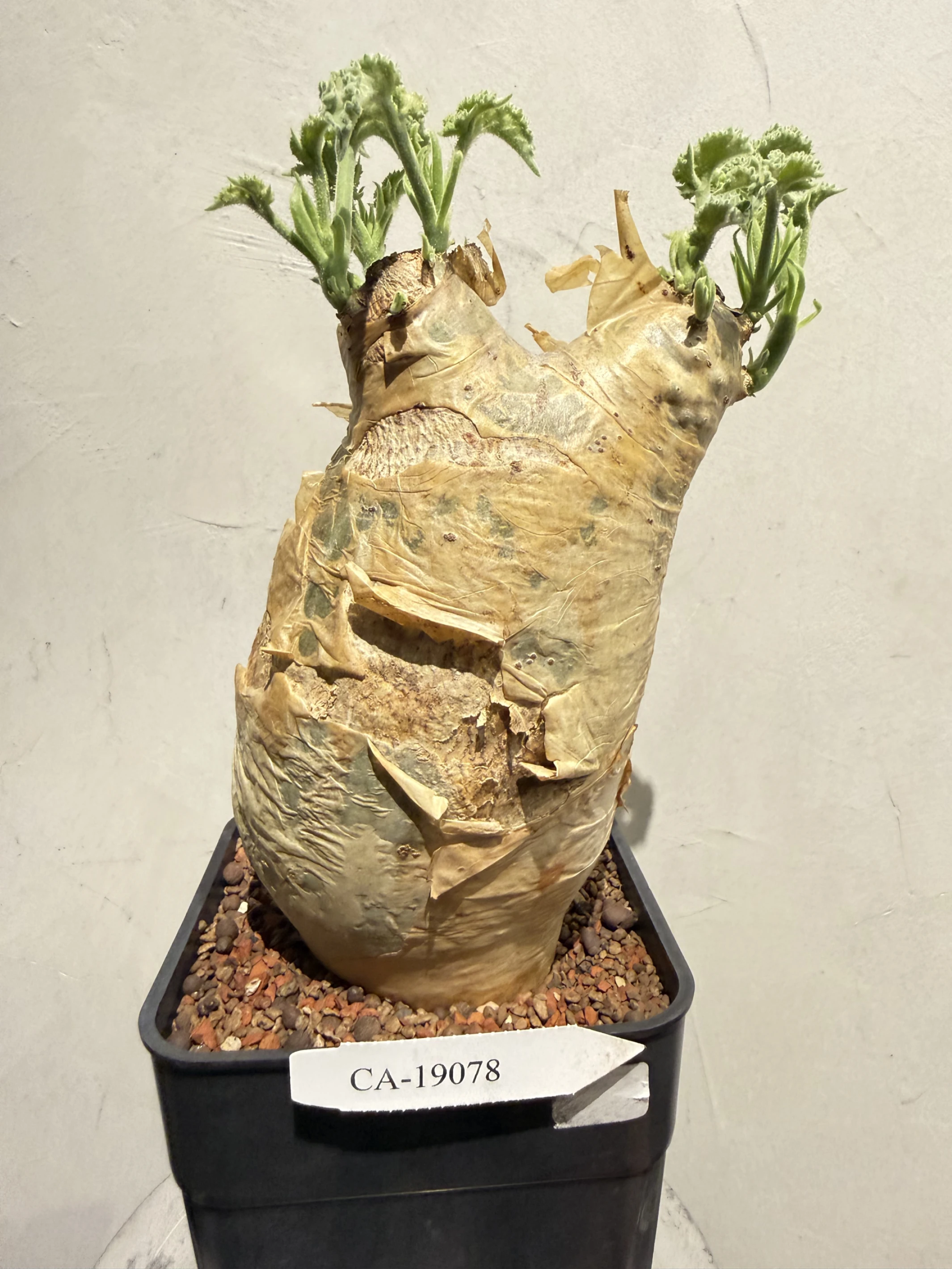 CA-19078 安哥拉葡萄甕 Cyphostemma uter var. macropus 2026-09-15