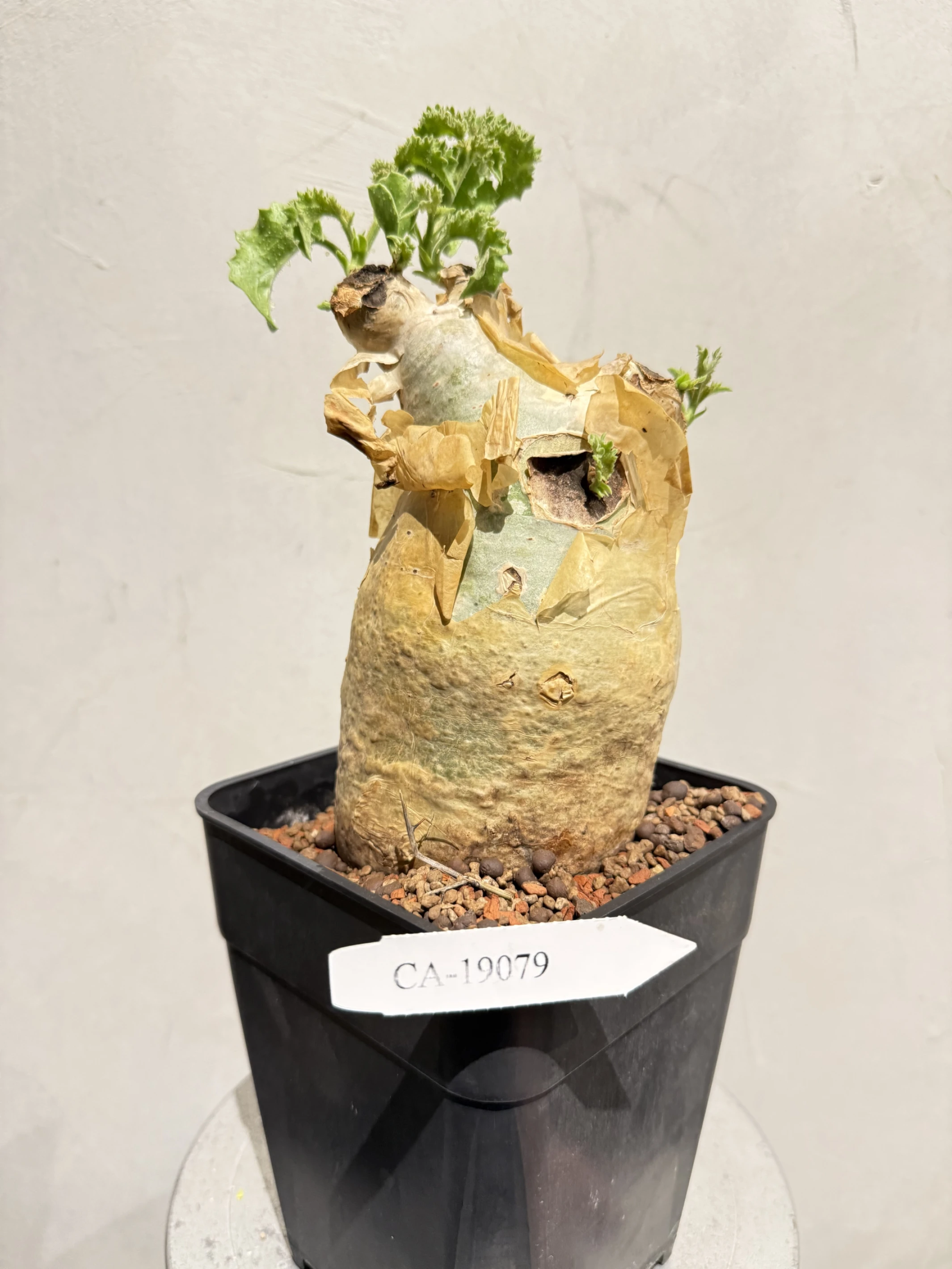 CA-19079 安哥拉葡萄甕 Cyphostemma uter var. macropus 2026-09-15
