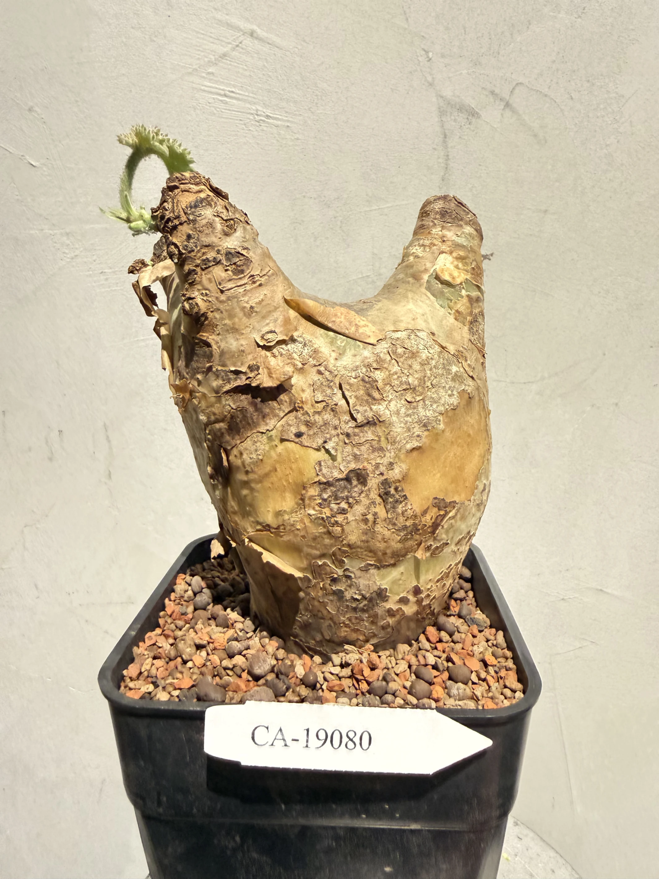 CA-19080 安哥拉葡萄甕 Cyphostemma uter var. macropus 2026-09-15