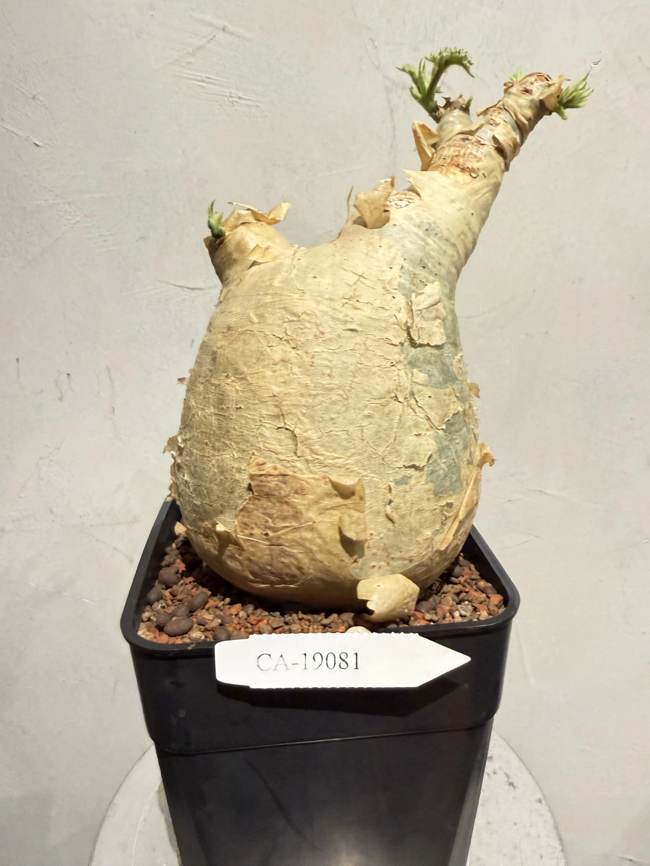 CA-19081 安哥拉葡萄甕 Cyphostemma uter var. macropus 2026-09-15
