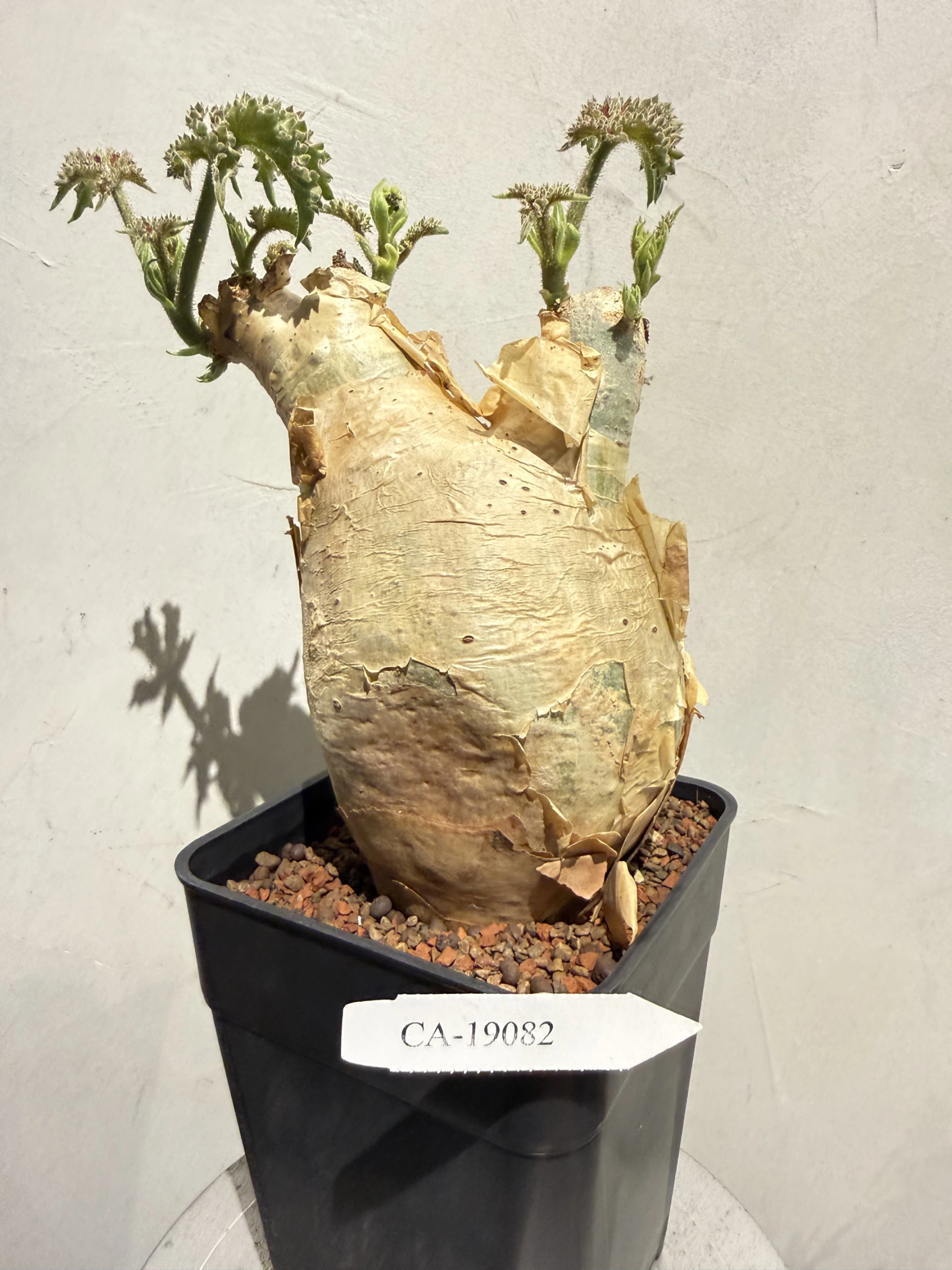 CA-19082 安哥拉葡萄甕 Cyphostemma uter var. macropus 2026-09-15