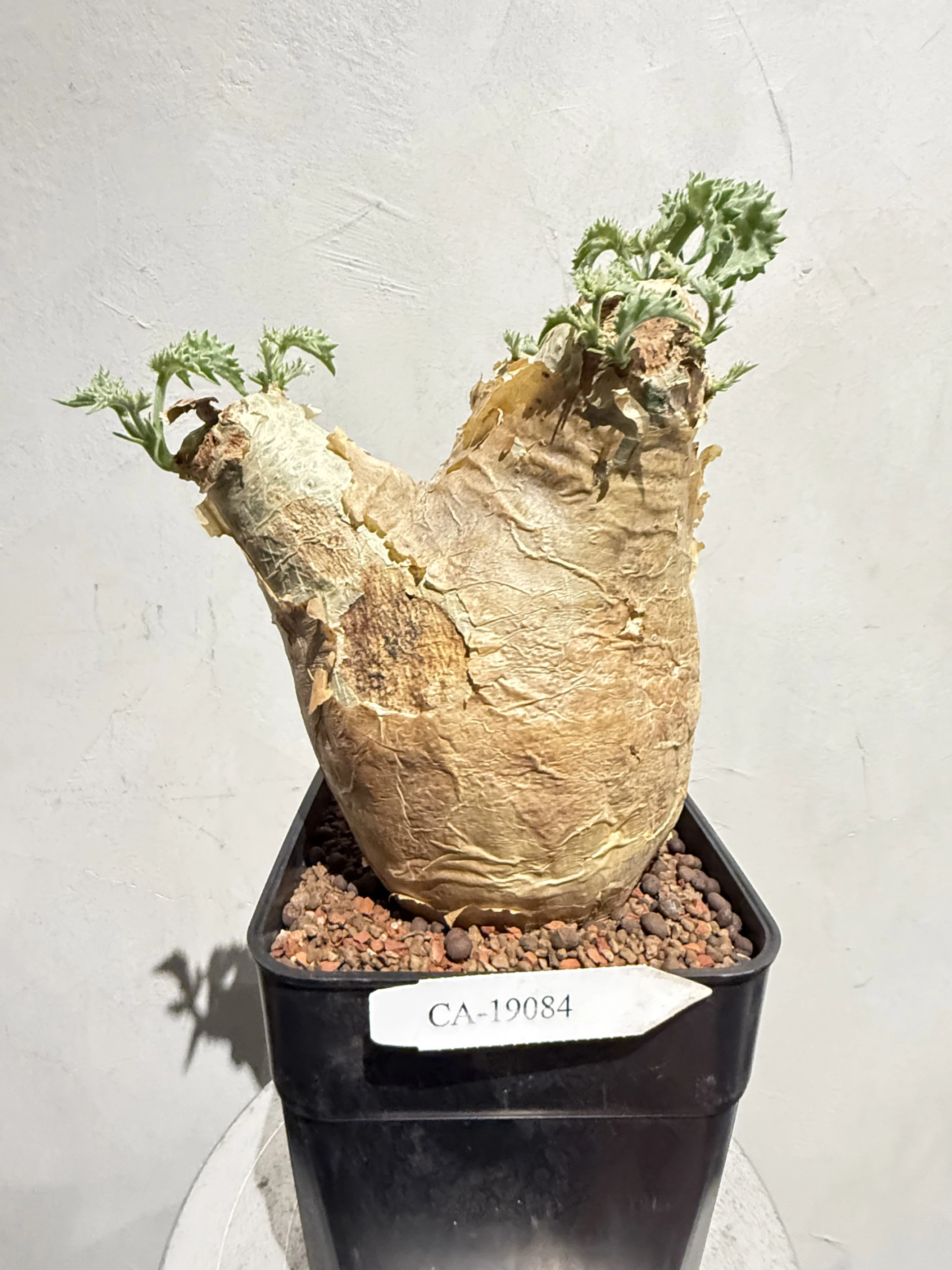 CA-19084 安哥拉葡萄甕 Cyphostemma uter var. macropus 2026-09-15