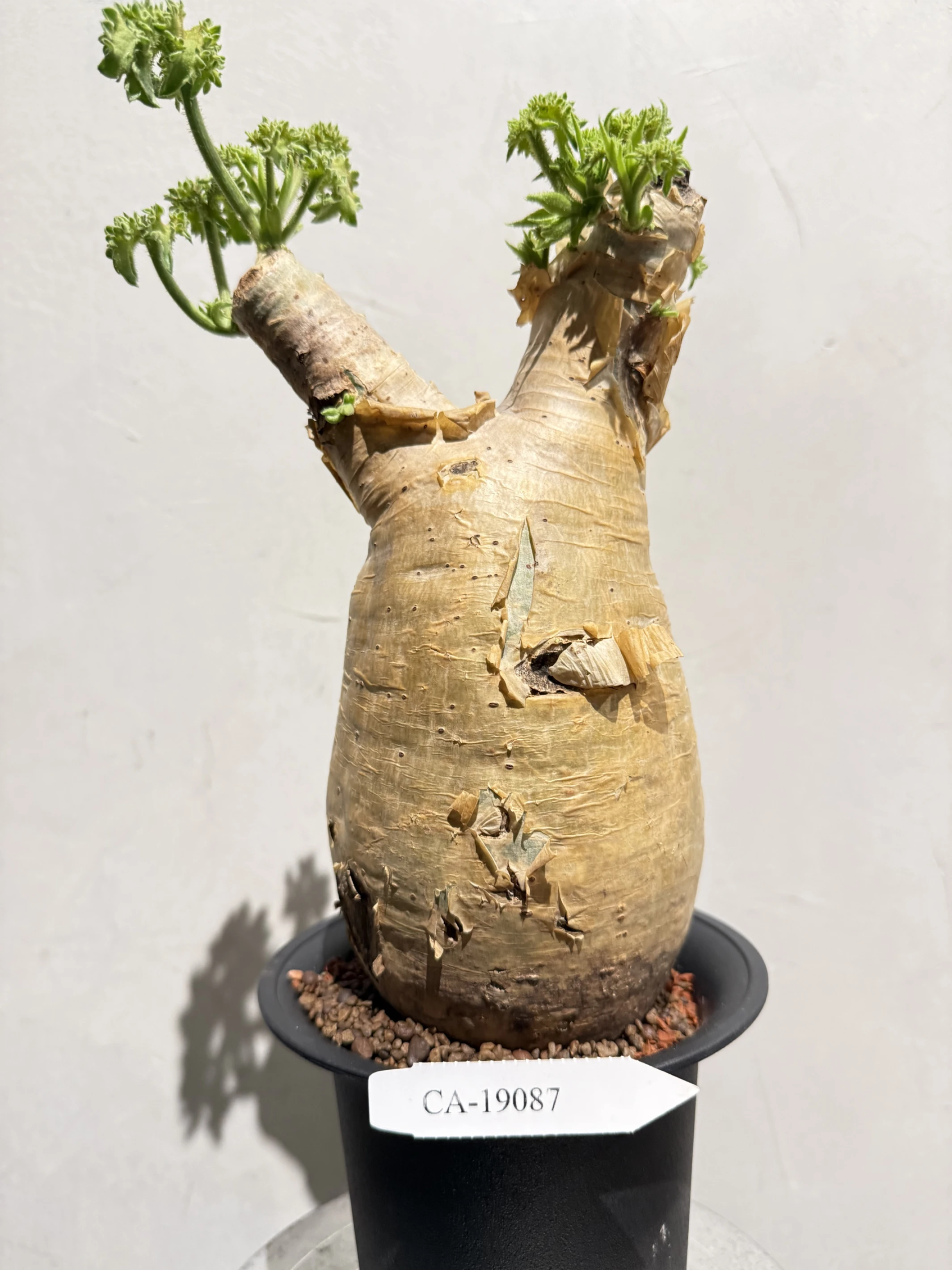 CA-19087 安哥拉葡萄甕 Cyphostemma uter var. macropus 2026-09-15