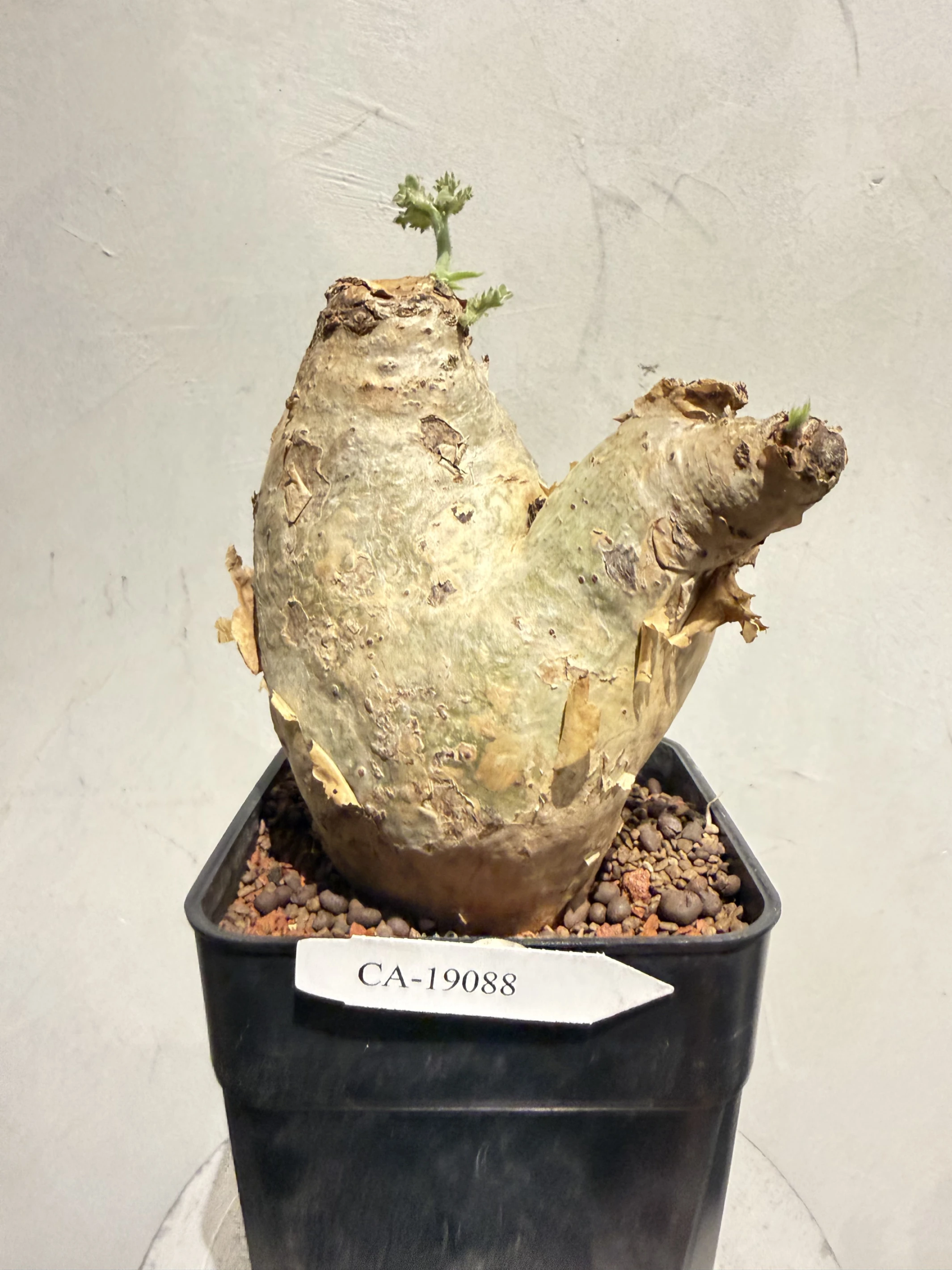 CA-19088 安哥拉葡萄甕 Cyphostemma uter var. macropus 2026-09-15