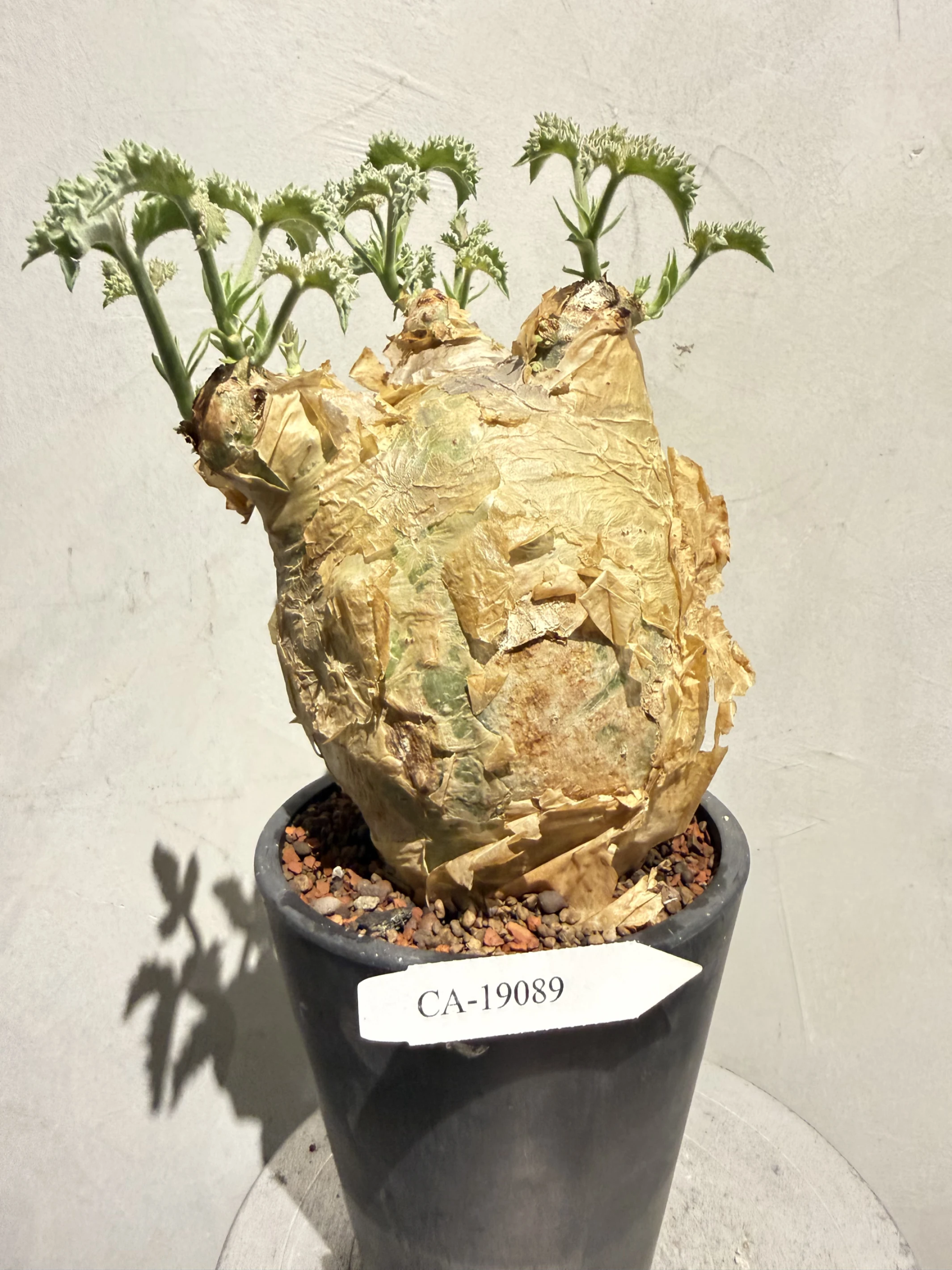 CA-19089 安哥拉葡萄甕 Cyphostemma uter var. macropus 2026-09-15