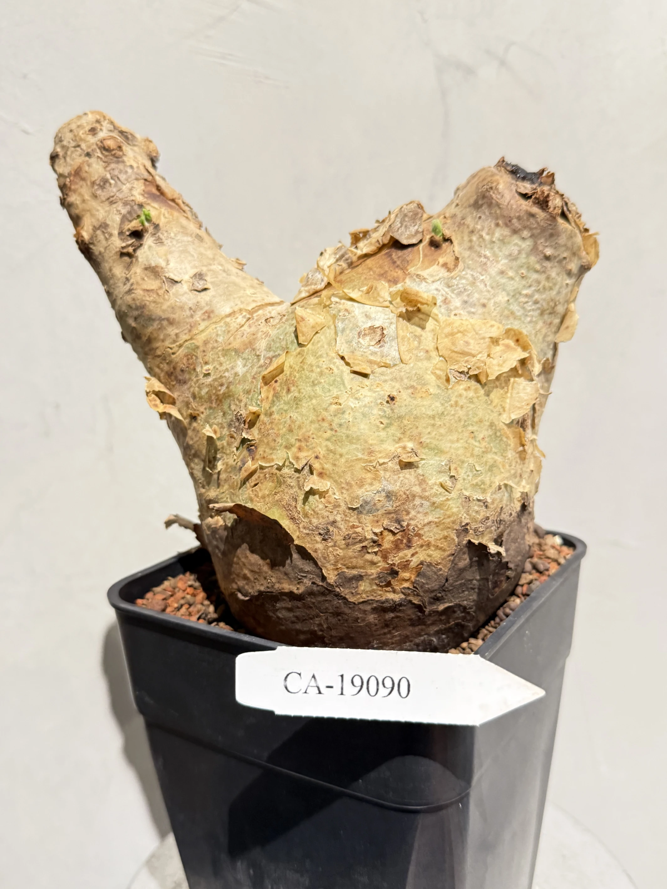 CA-19090 安哥拉葡萄甕 Cyphostemma uter var. macropus 2026-09-15