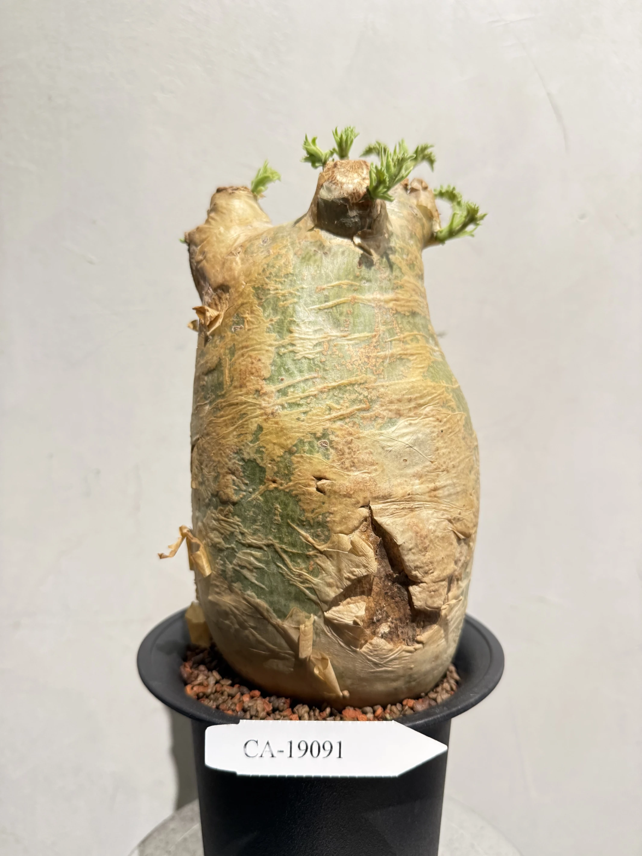 CA-19091 安哥拉葡萄甕 Cyphostemma uter var. macropus 2026-09-15