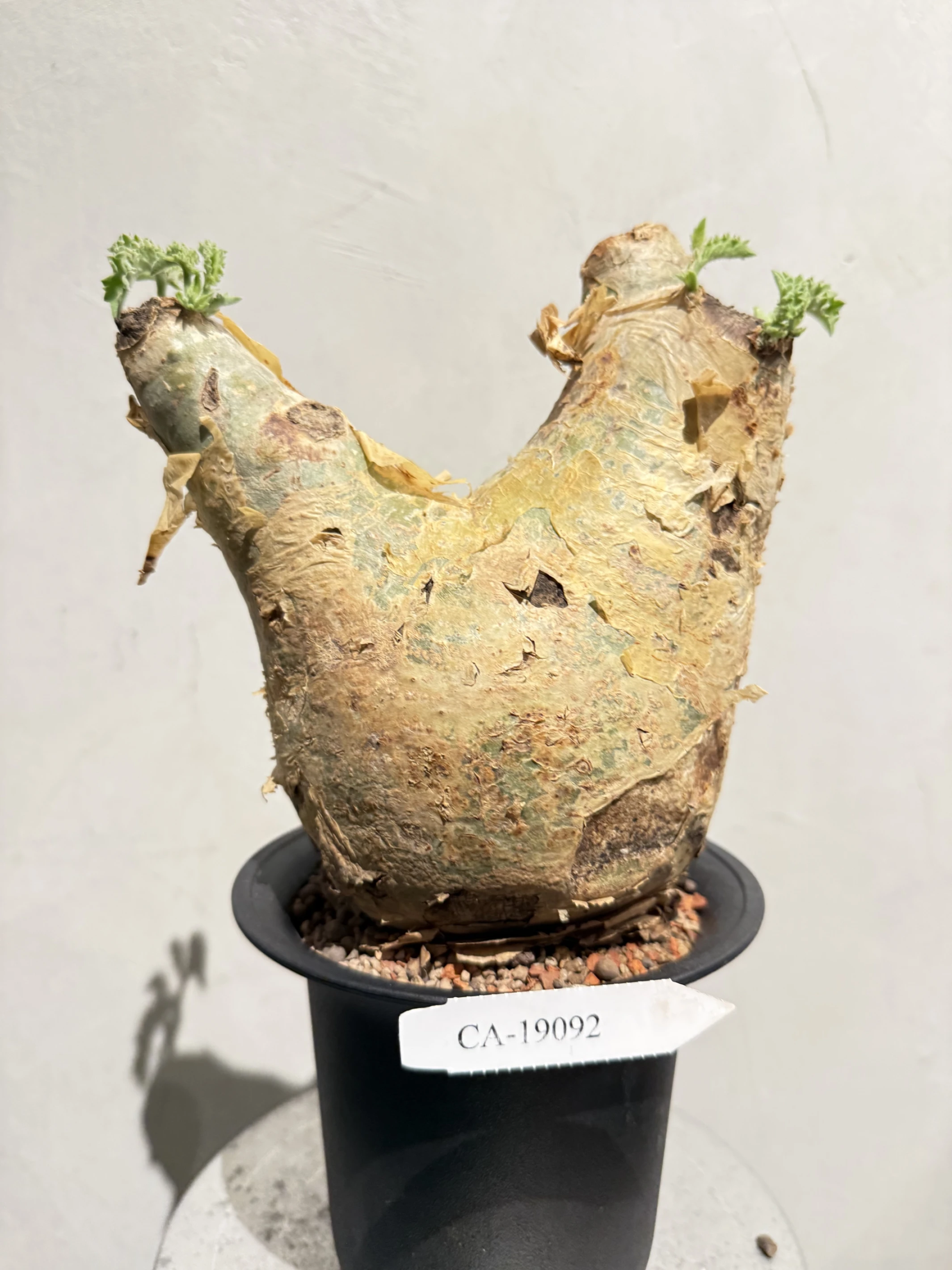 CA-19092 安哥拉葡萄甕 Cyphostemma uter var. macropus 2026-09-15
