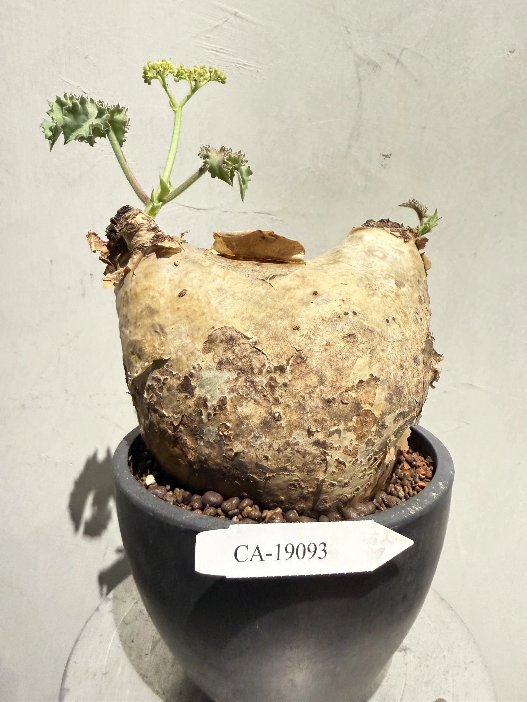 CA-19093 安哥拉葡萄甕 Cyphostemma uter var. macropus 2026-09-15