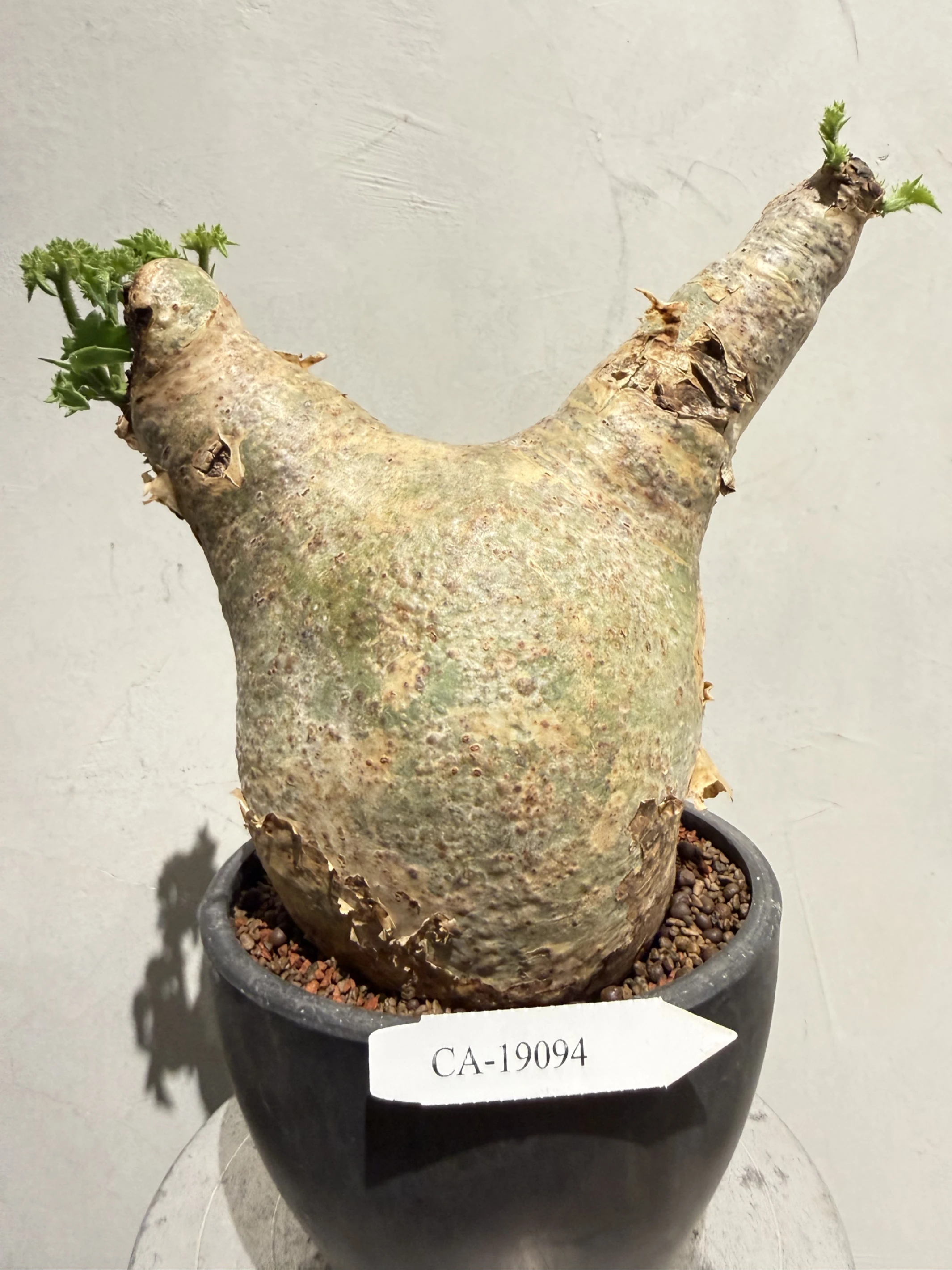CA-19094 安哥拉葡萄甕 Cyphostemma uter var. macropus 2026-09-15