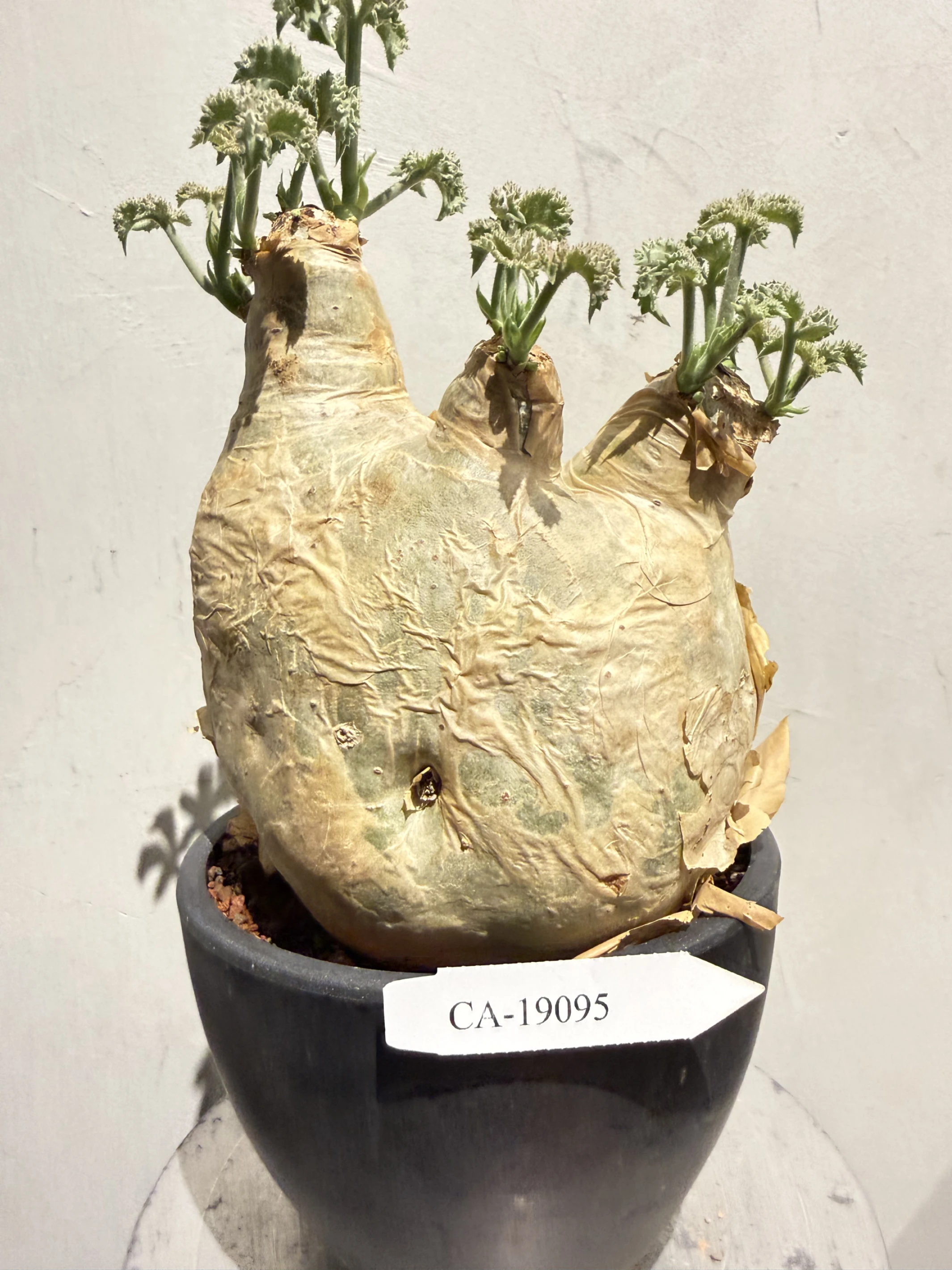 CA-19095 安哥拉葡萄甕 Cyphostemma uter var. macropus 2026-09-15