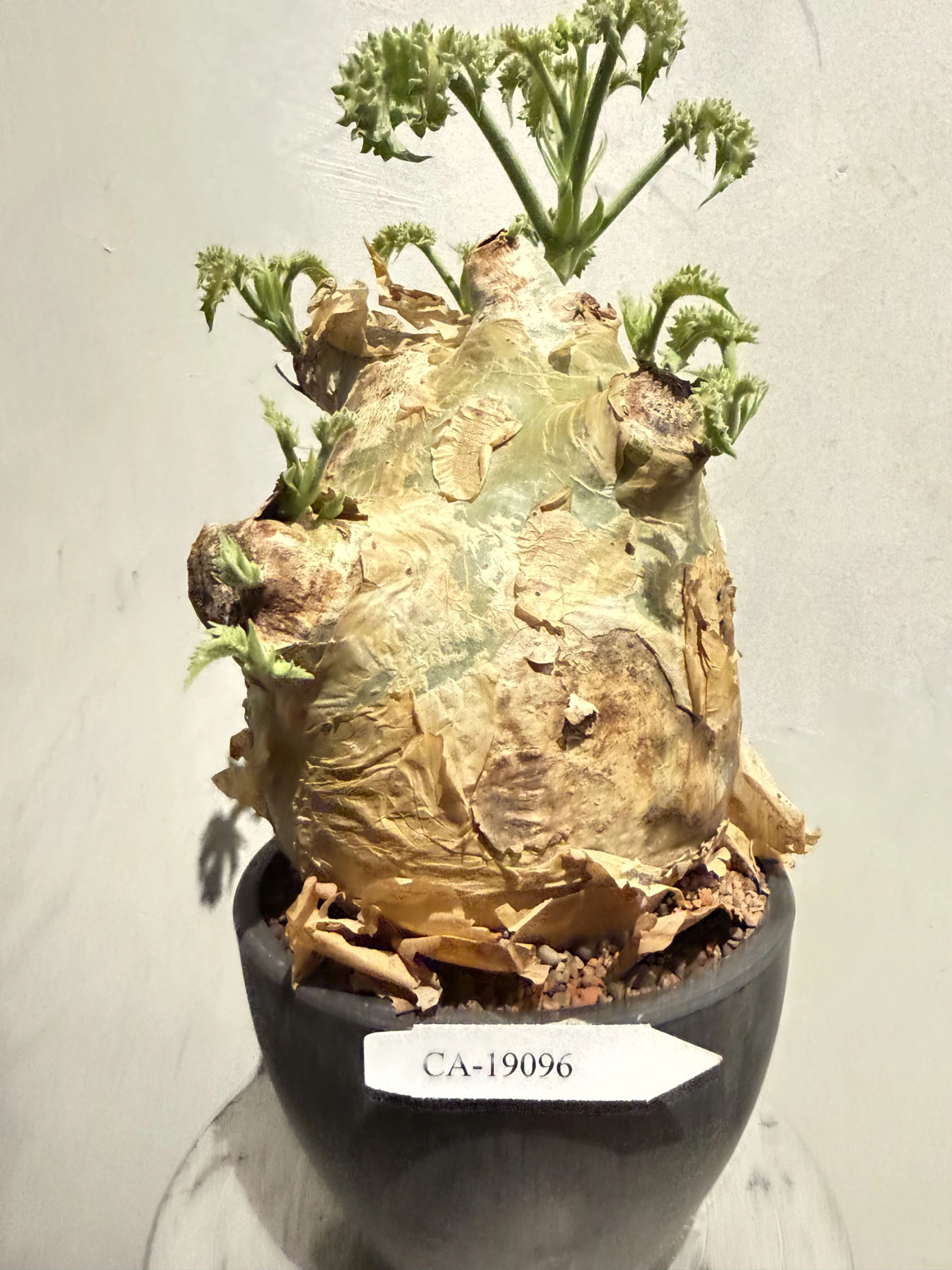 CA-19096 安哥拉葡萄甕 Cyphostemma uter var. macropus 2026-09-15