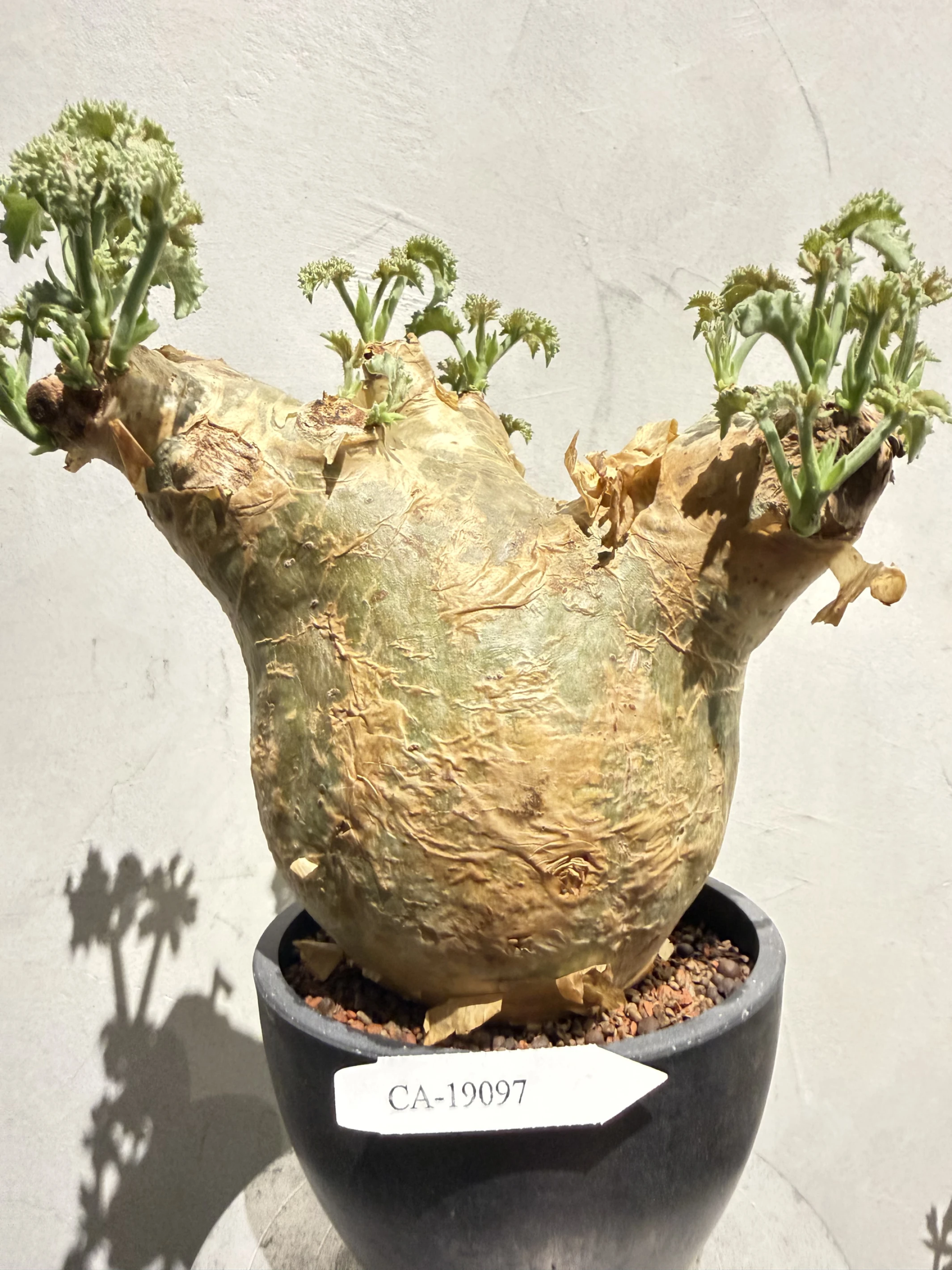 CA-19097 安哥拉葡萄甕 Cyphostemma uter var. macropus 2026-09-15
