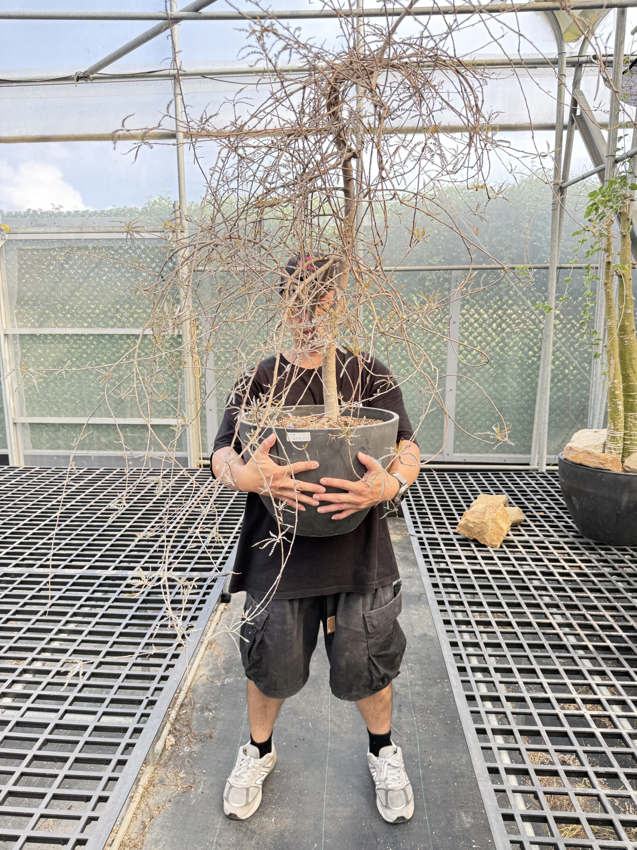 Boswellia socotrana 索特克拉乳香巨大
