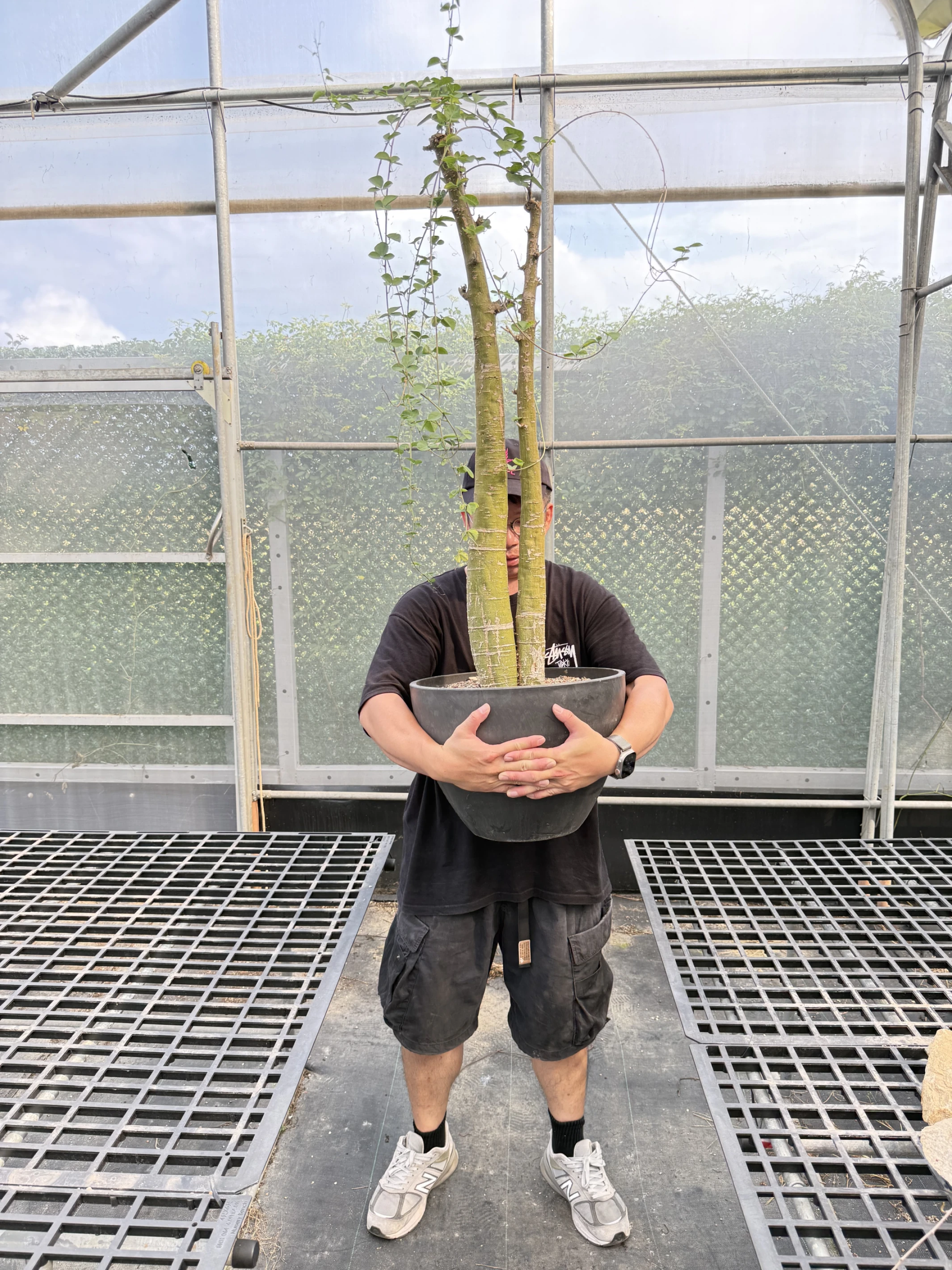 Adenia fruticosa 低木腺蔓