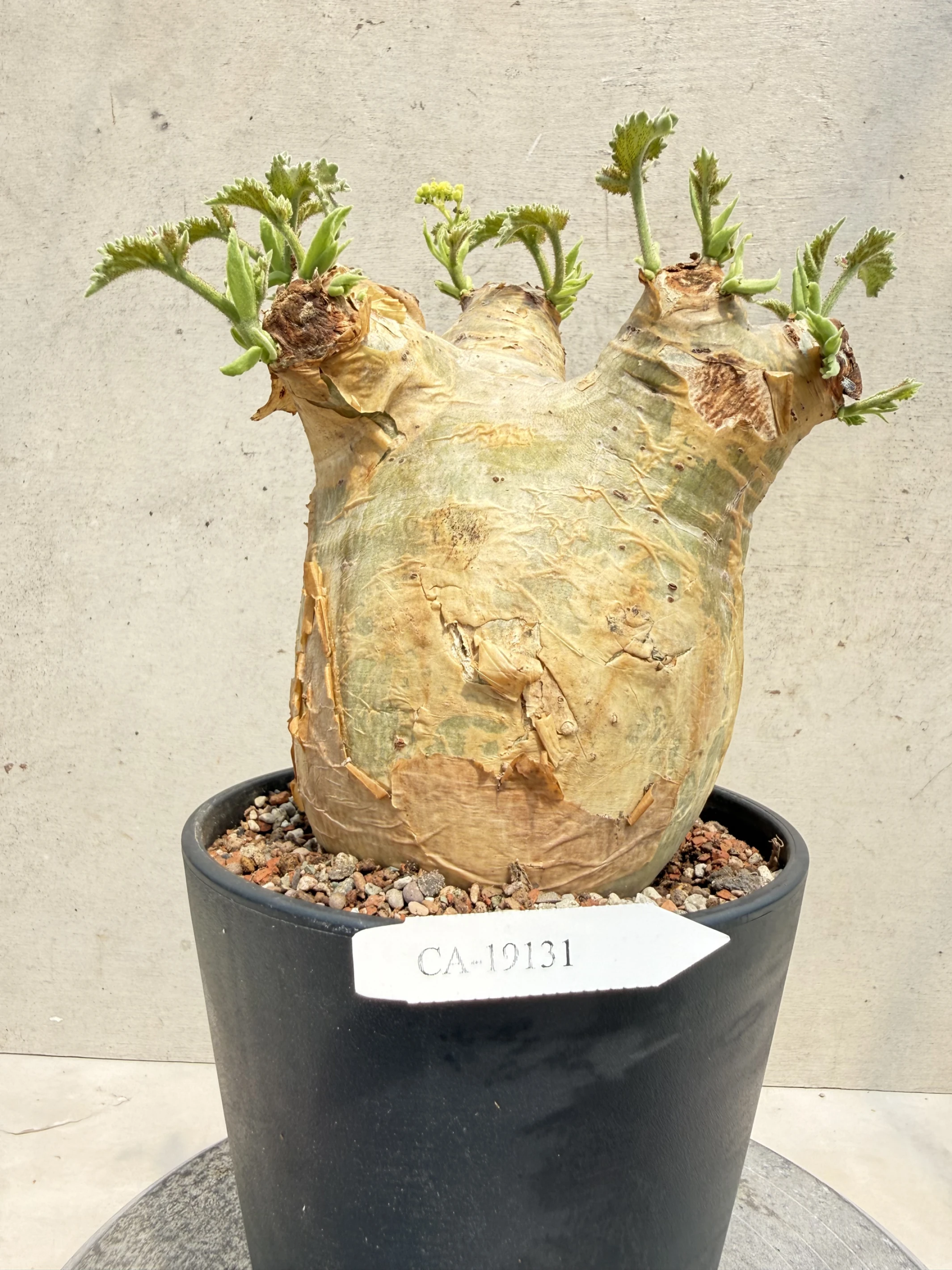 CA-19131 安哥拉葡萄甕 Cyphostemma uter var. macropus 2026-09-15