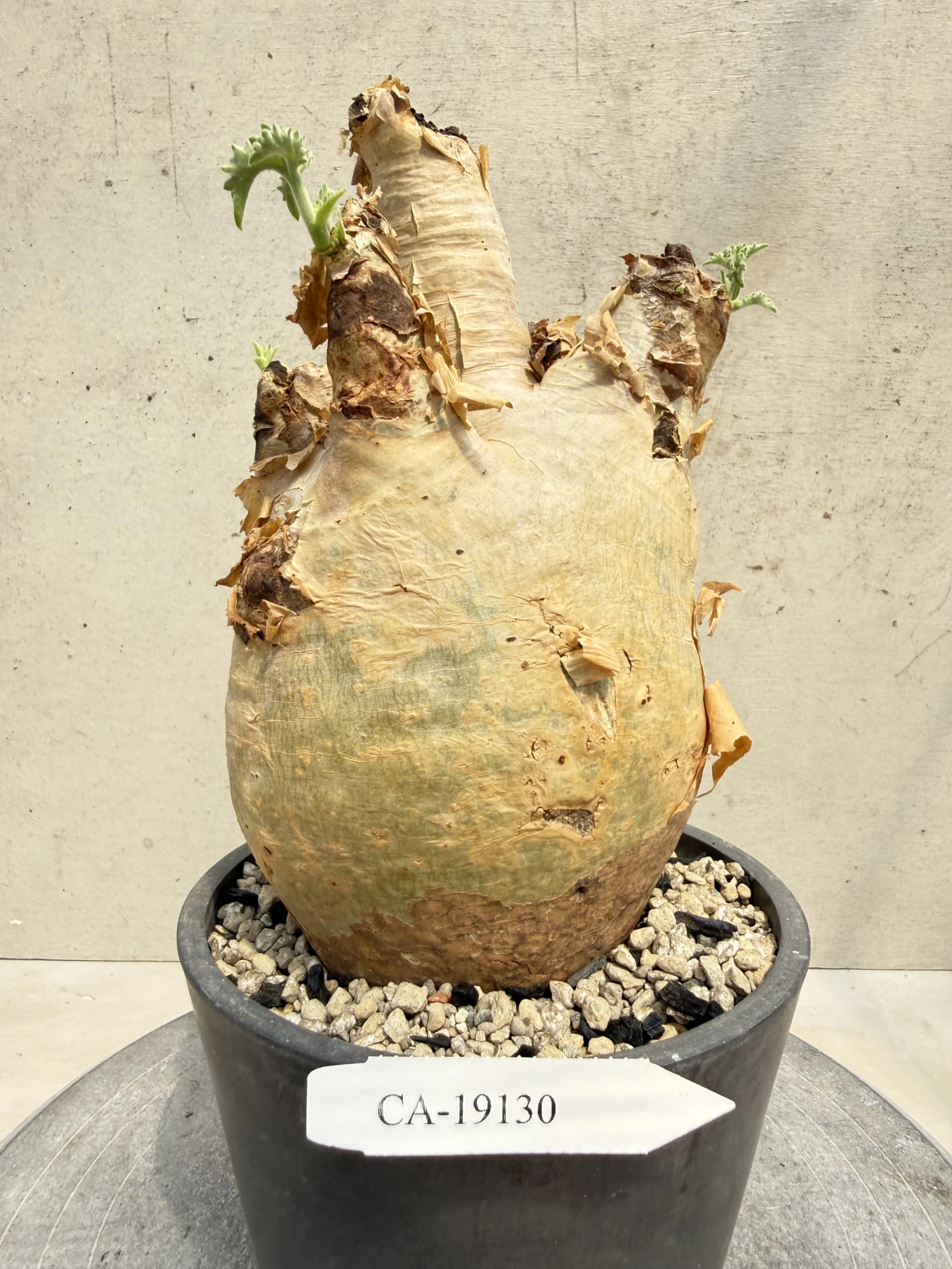 CA-19130 安哥拉葡萄甕 Cyphostemma uter var. macropus 2026-09-15