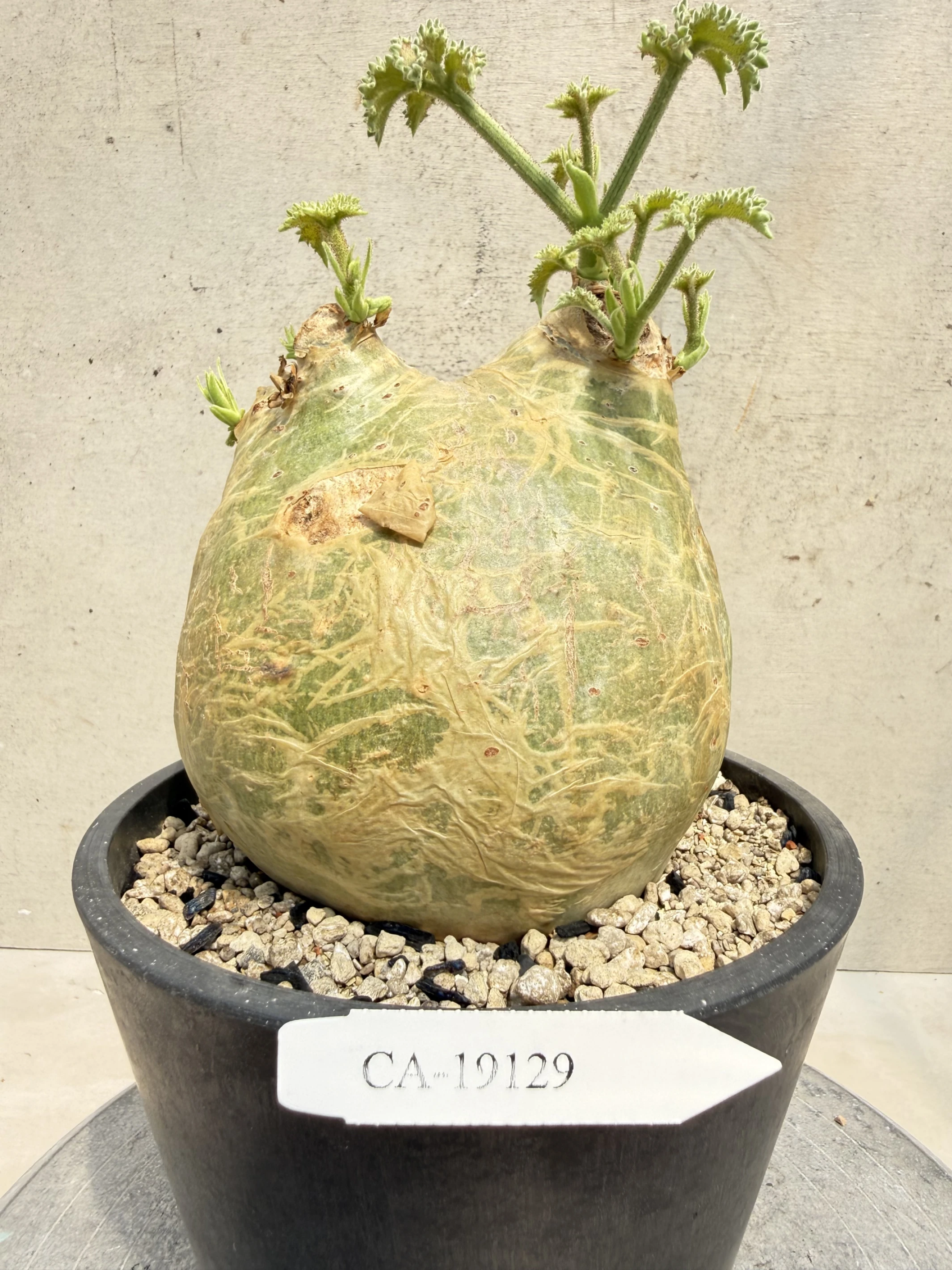 CA-19129 安哥拉葡萄甕 Cyphostemma uter var. macropus 2026-09-15