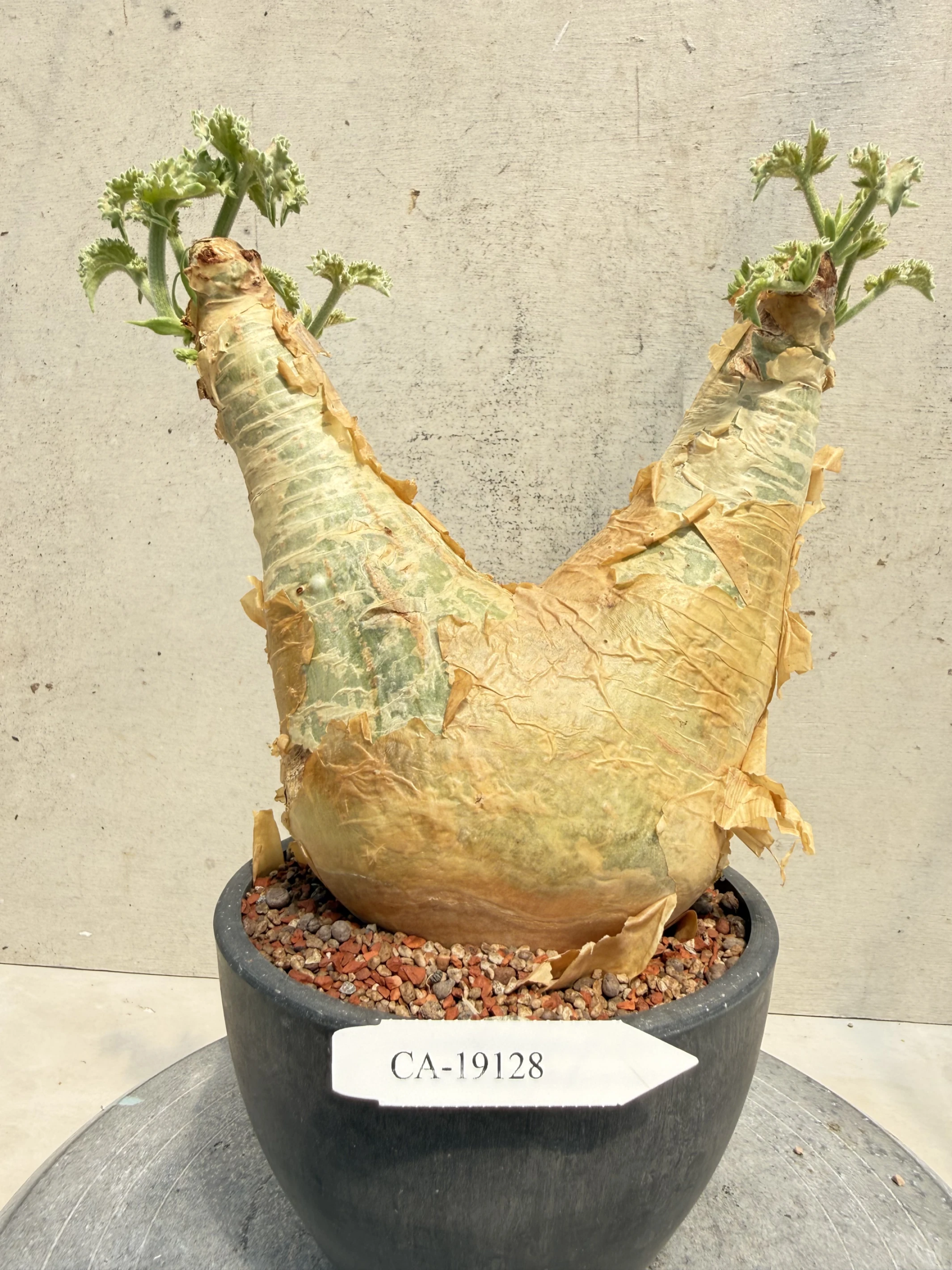 CA-19128 安哥拉葡萄甕 Cyphostemma uter var. macropus 2026-09-15