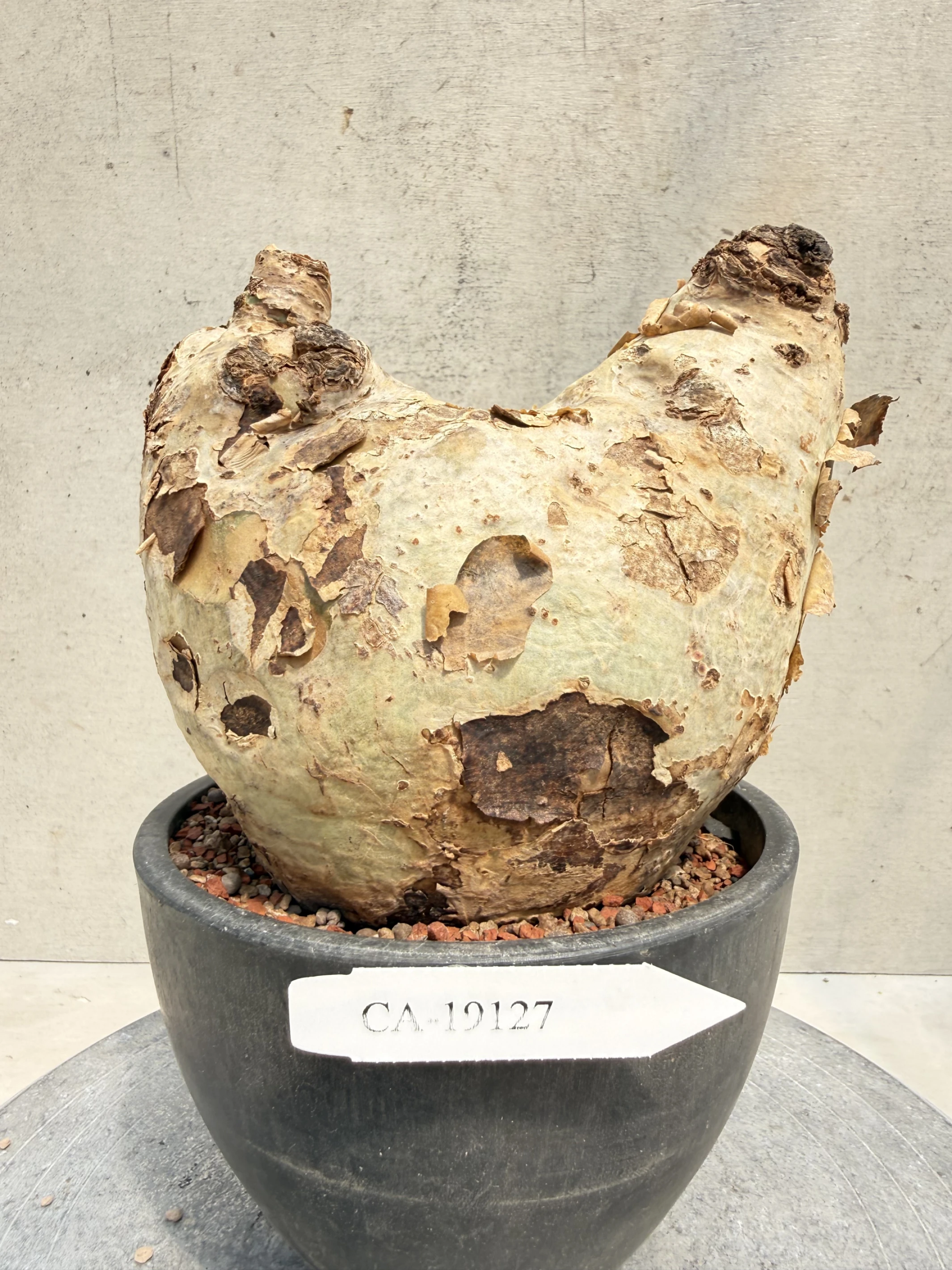 CA-19127 安哥拉葡萄甕 Cyphostemma uter var. macropus 2026-09-15
