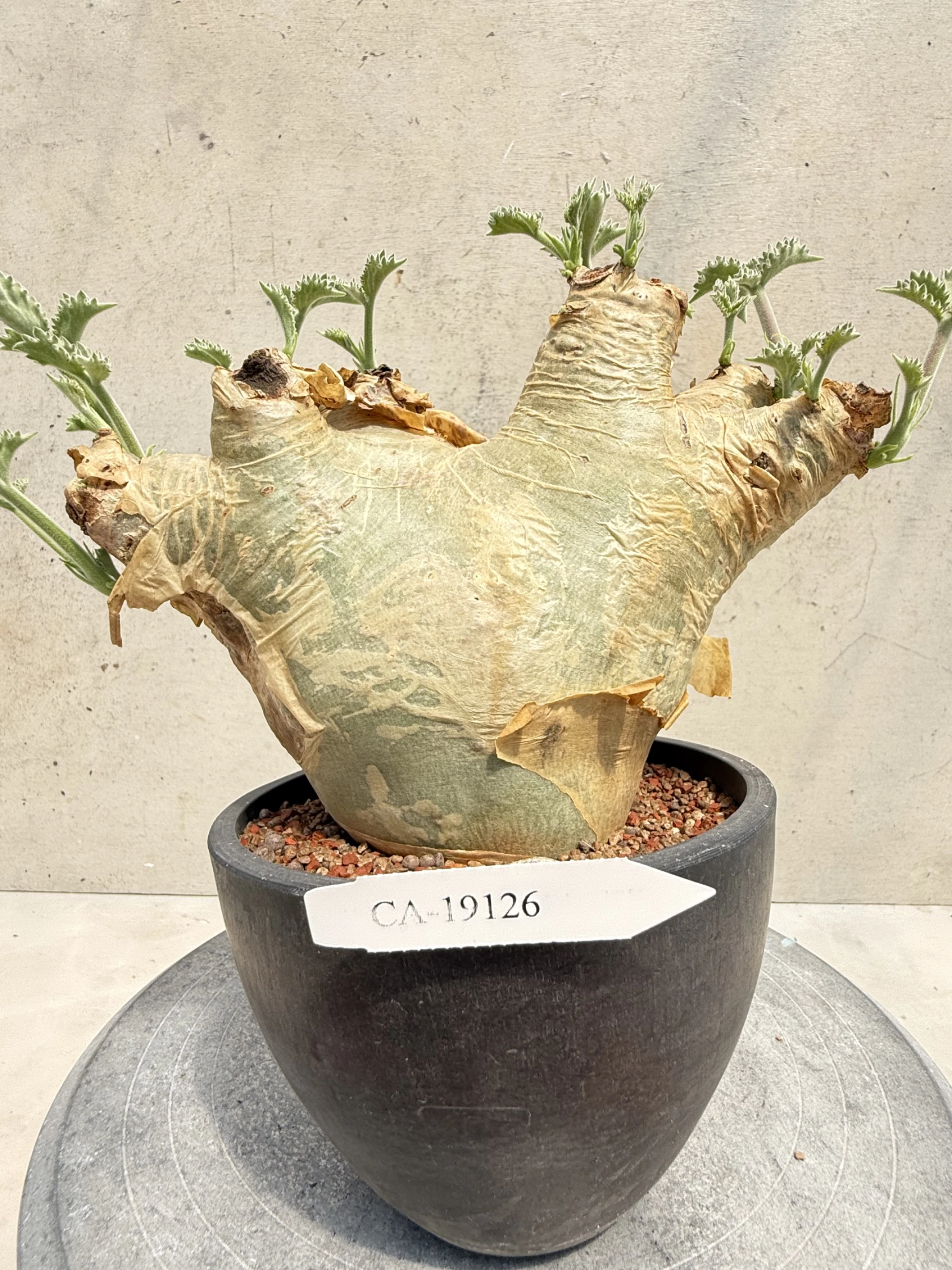 CA-19126 安哥拉葡萄甕 Cyphostemma uter var. macropus 2026-09-15