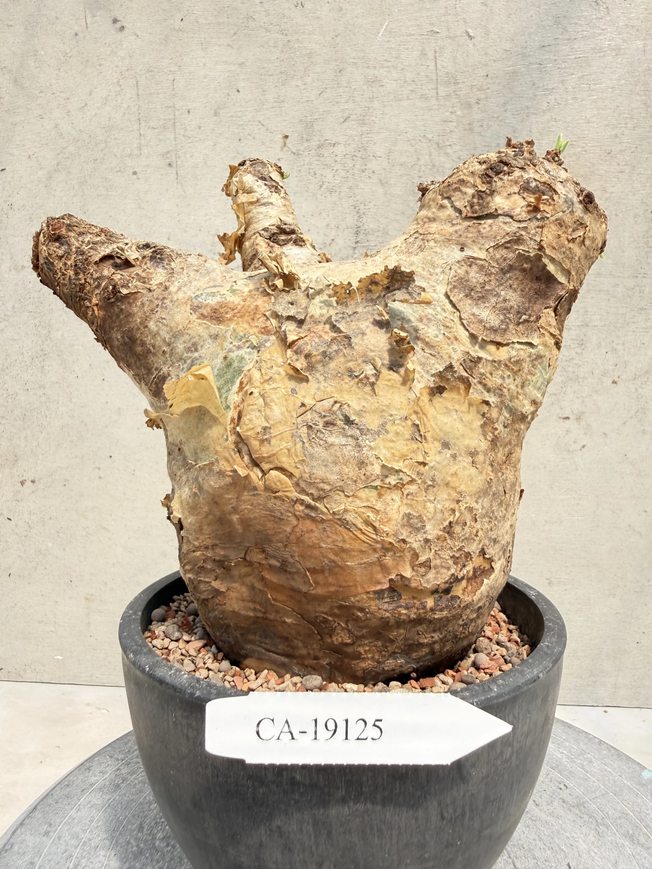 CA-19125 安哥拉葡萄甕 Cyphostemma uter var. macropus 2026-09-15