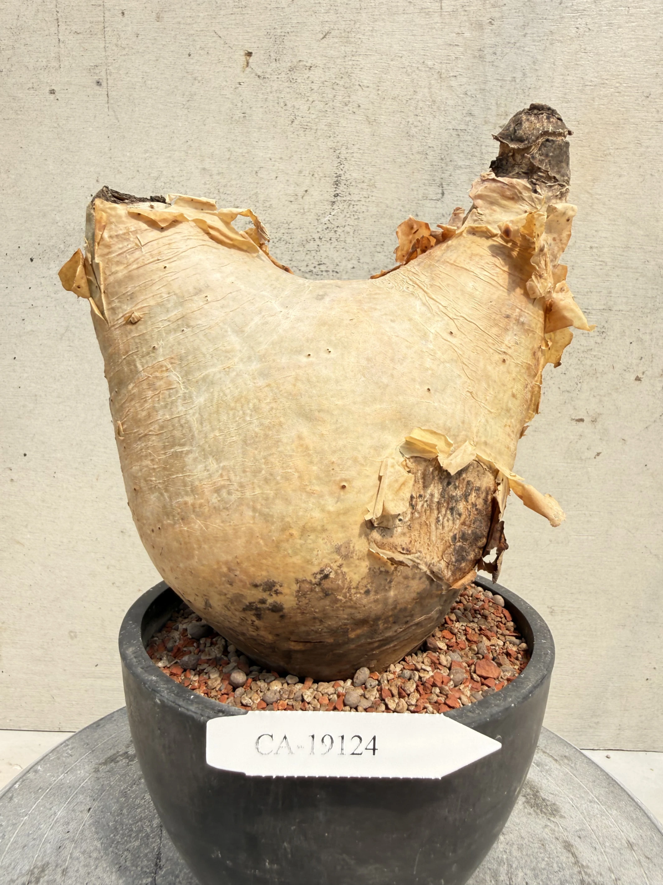 CA-19124 安哥拉葡萄甕 Cyphostemma uter var. macropus 2026-09-15
