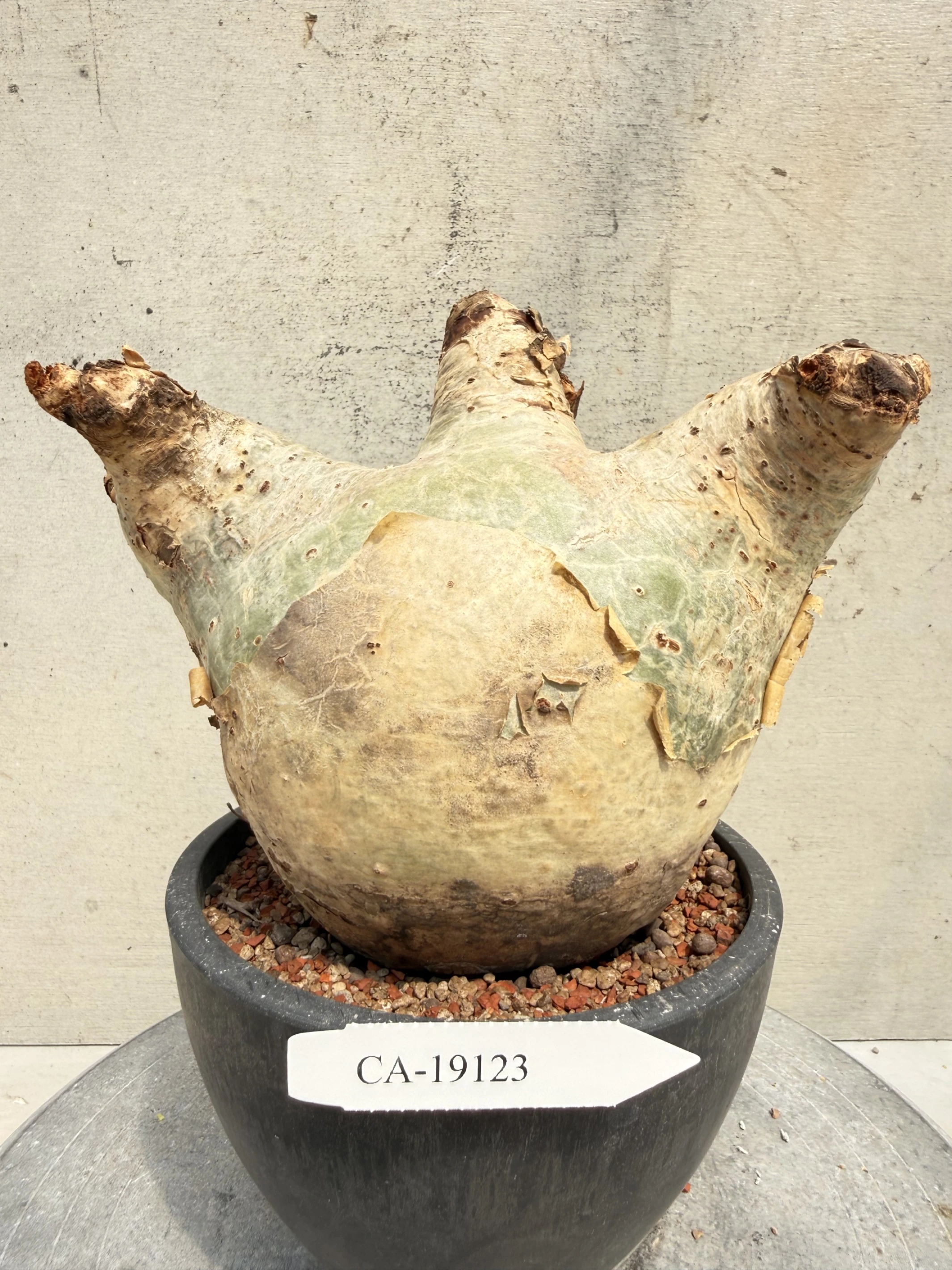 CA-19123 安哥拉葡萄甕 Cyphostemma uter var. macropus 2026-09-15