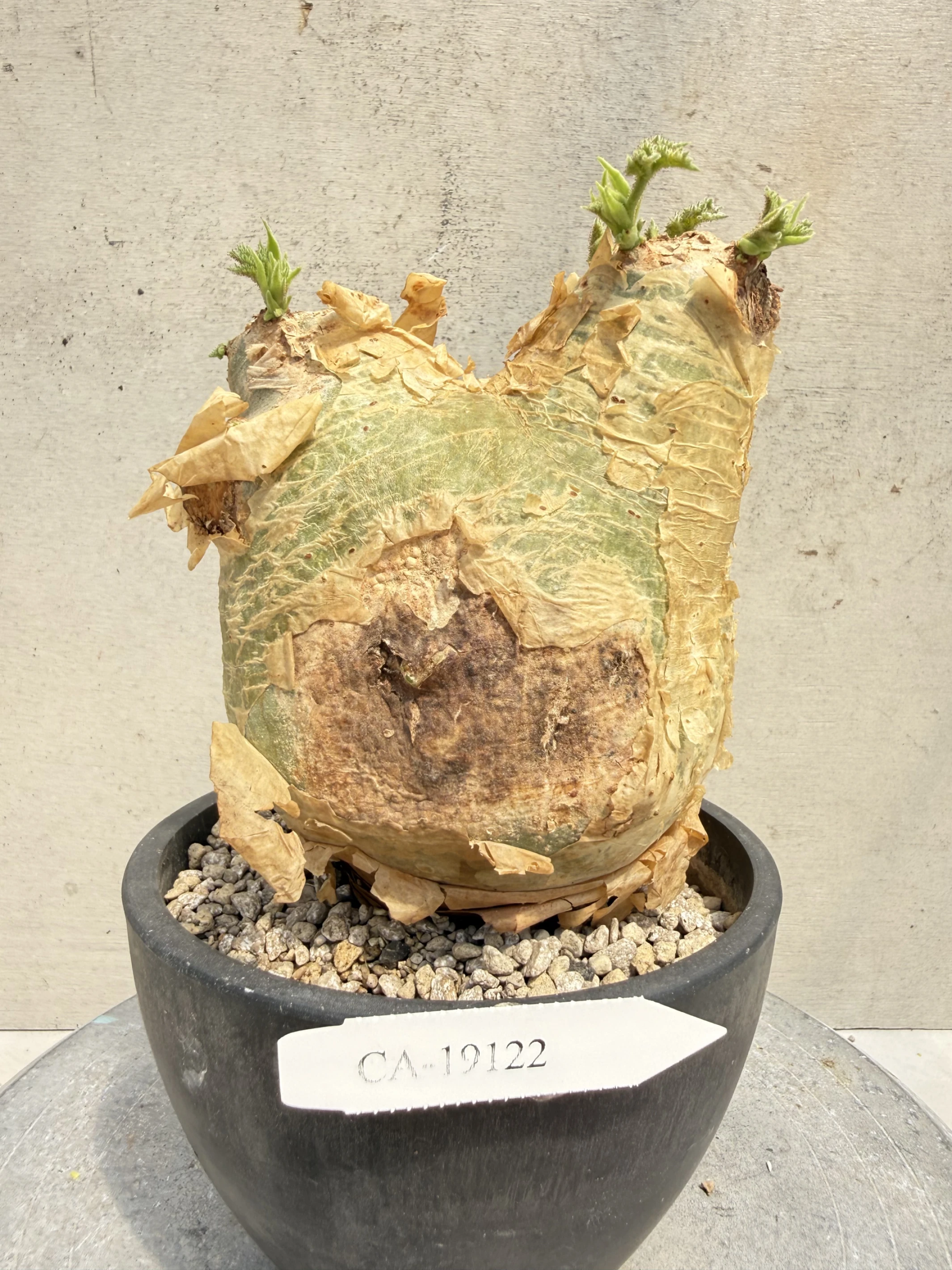 CA-19122 安哥拉葡萄甕 Cyphostemma uter var. macropus 2026-09-15