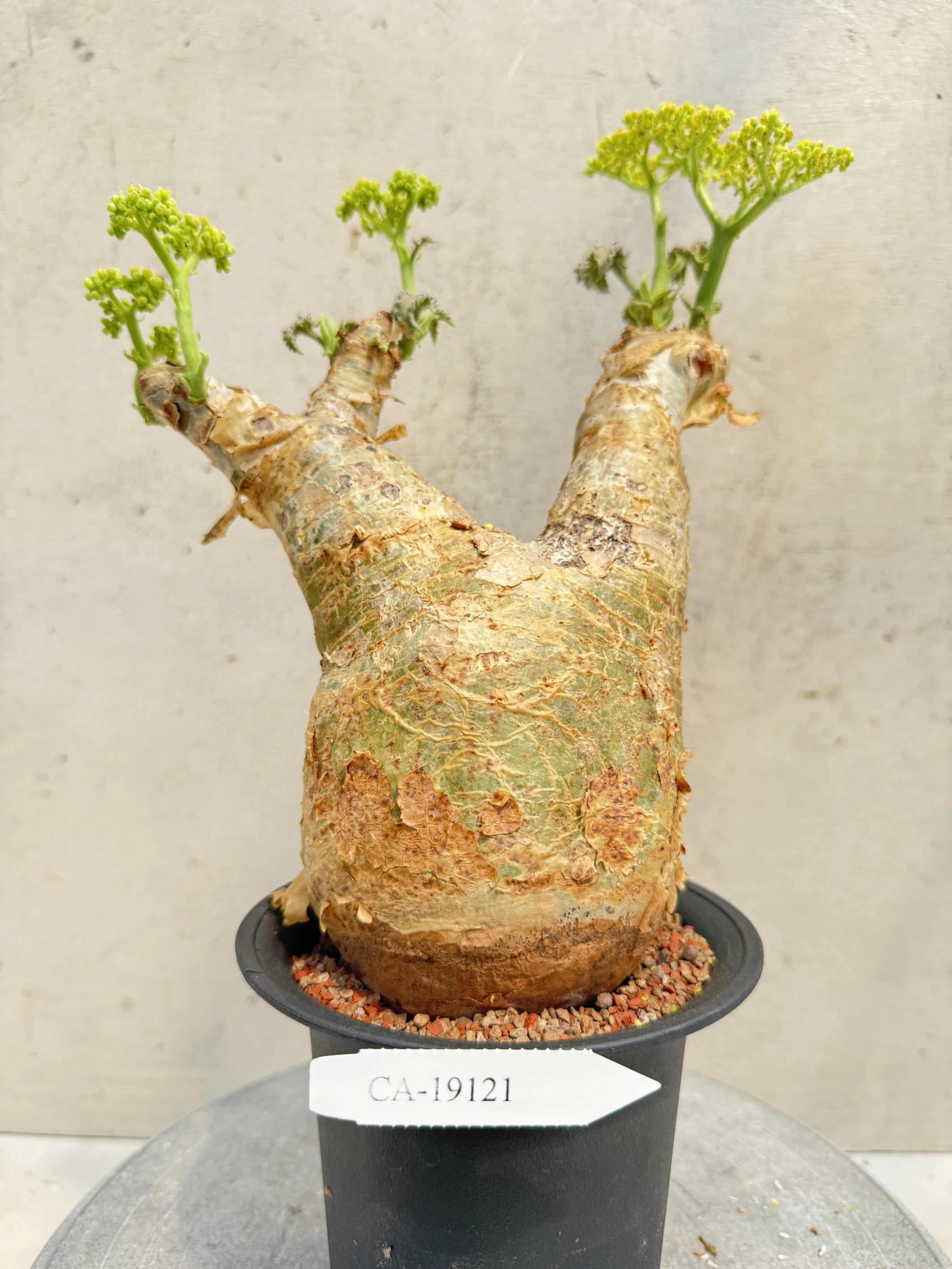CA-19121 安哥拉葡萄甕 Cyphostemma uter var. macropus 2026-09-15