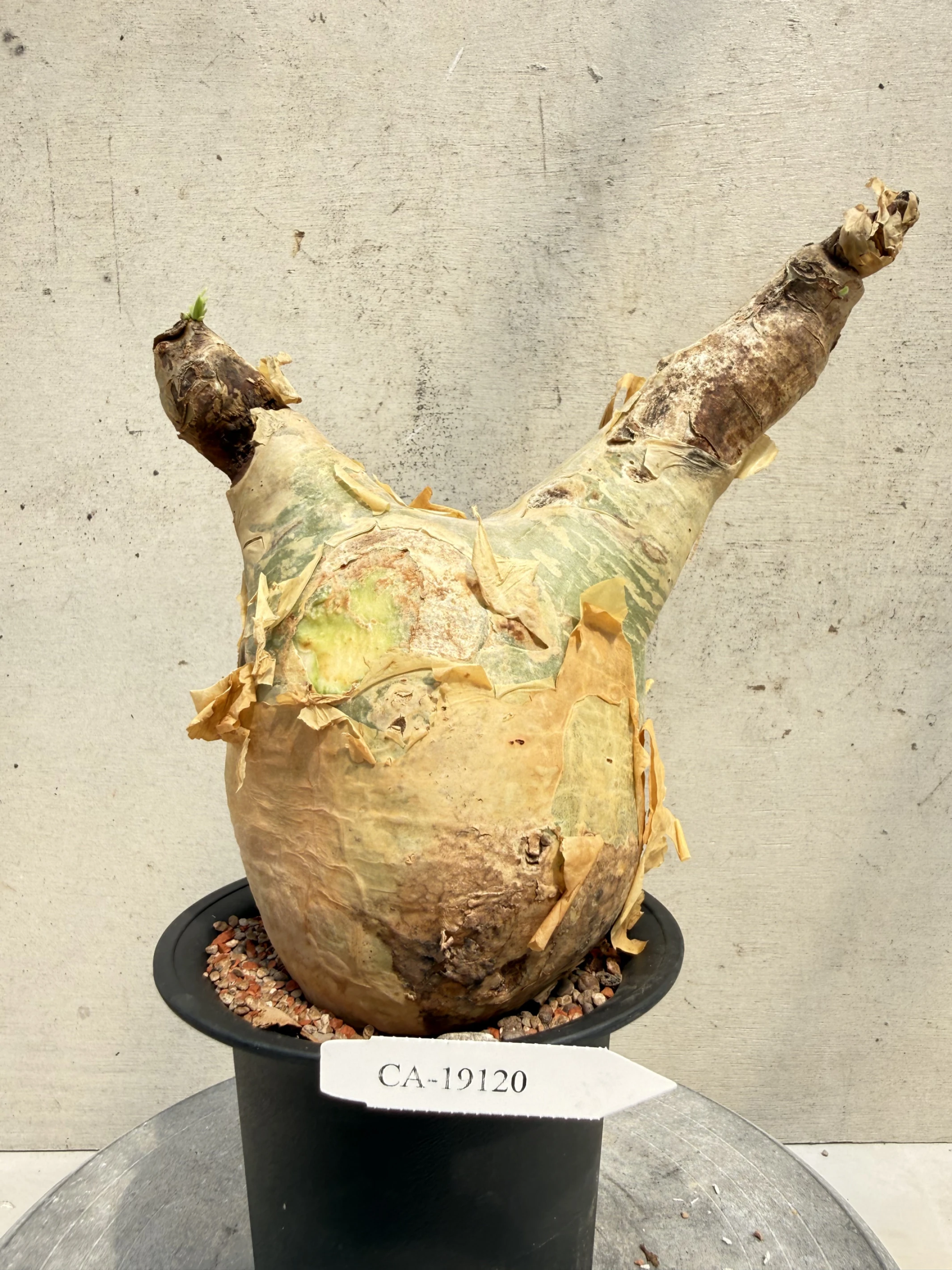 CA-19120 安哥拉葡萄甕 Cyphostemma uter var. macropus 2026-09-15