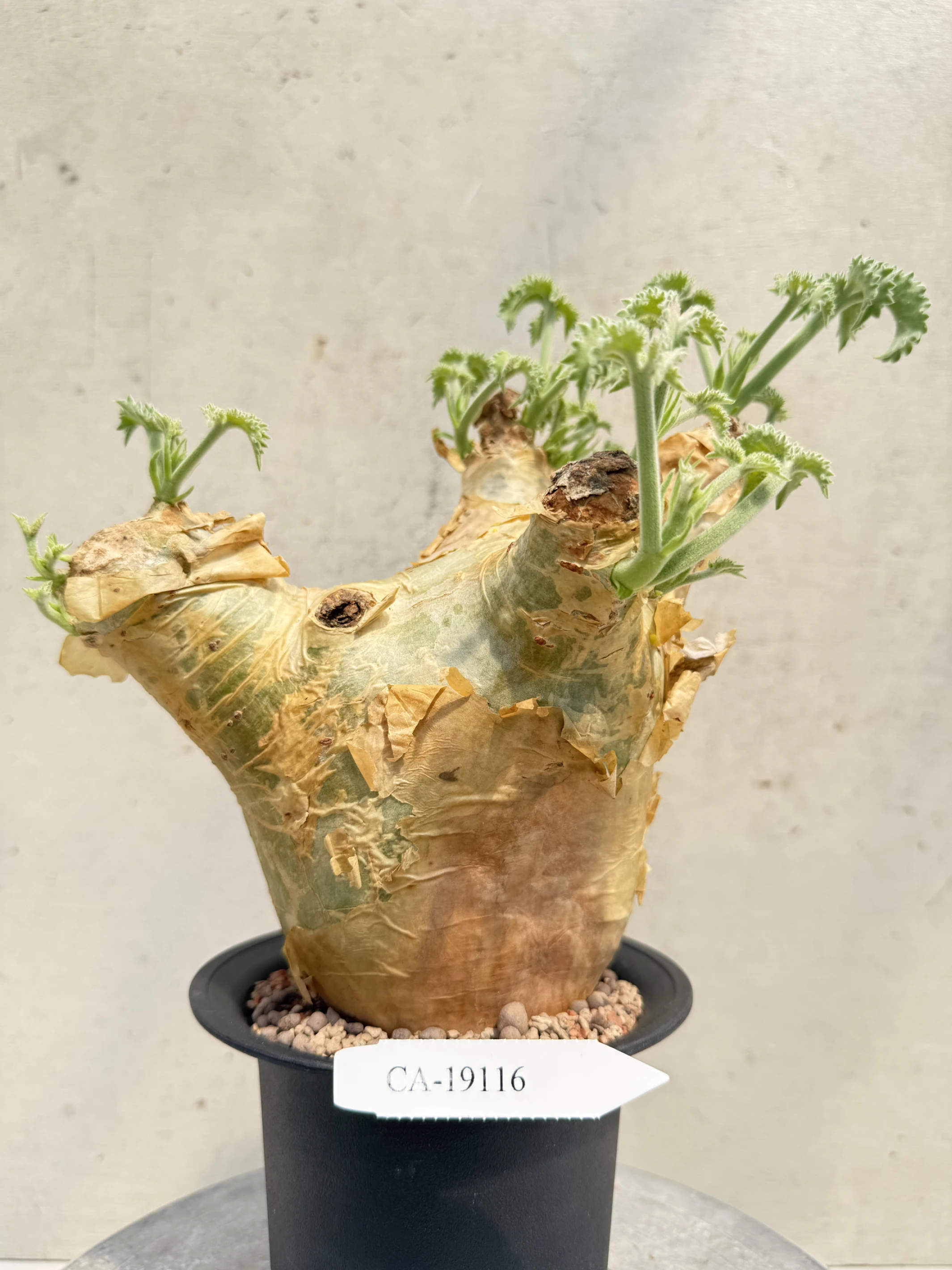 CA-19116 安哥拉葡萄甕 Cyphostemma uter var. macropus 2026-09-15