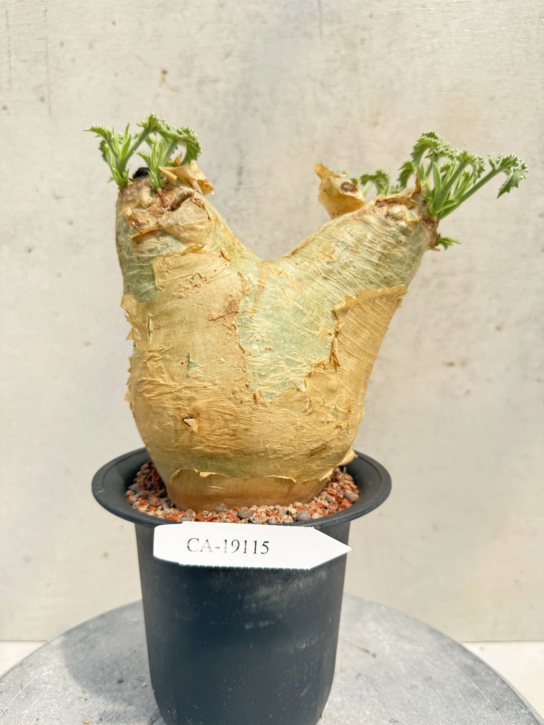 CA-19115 安哥拉葡萄甕 Cyphostemma uter var. macropus 2026-09-15