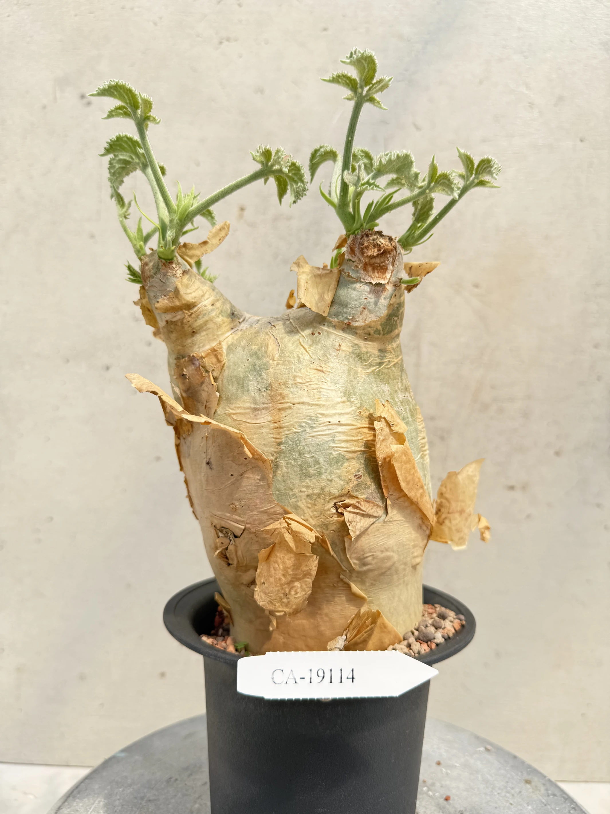 CA-19114 安哥拉葡萄甕 Cyphostemma uter var. macropus 2026-09-15