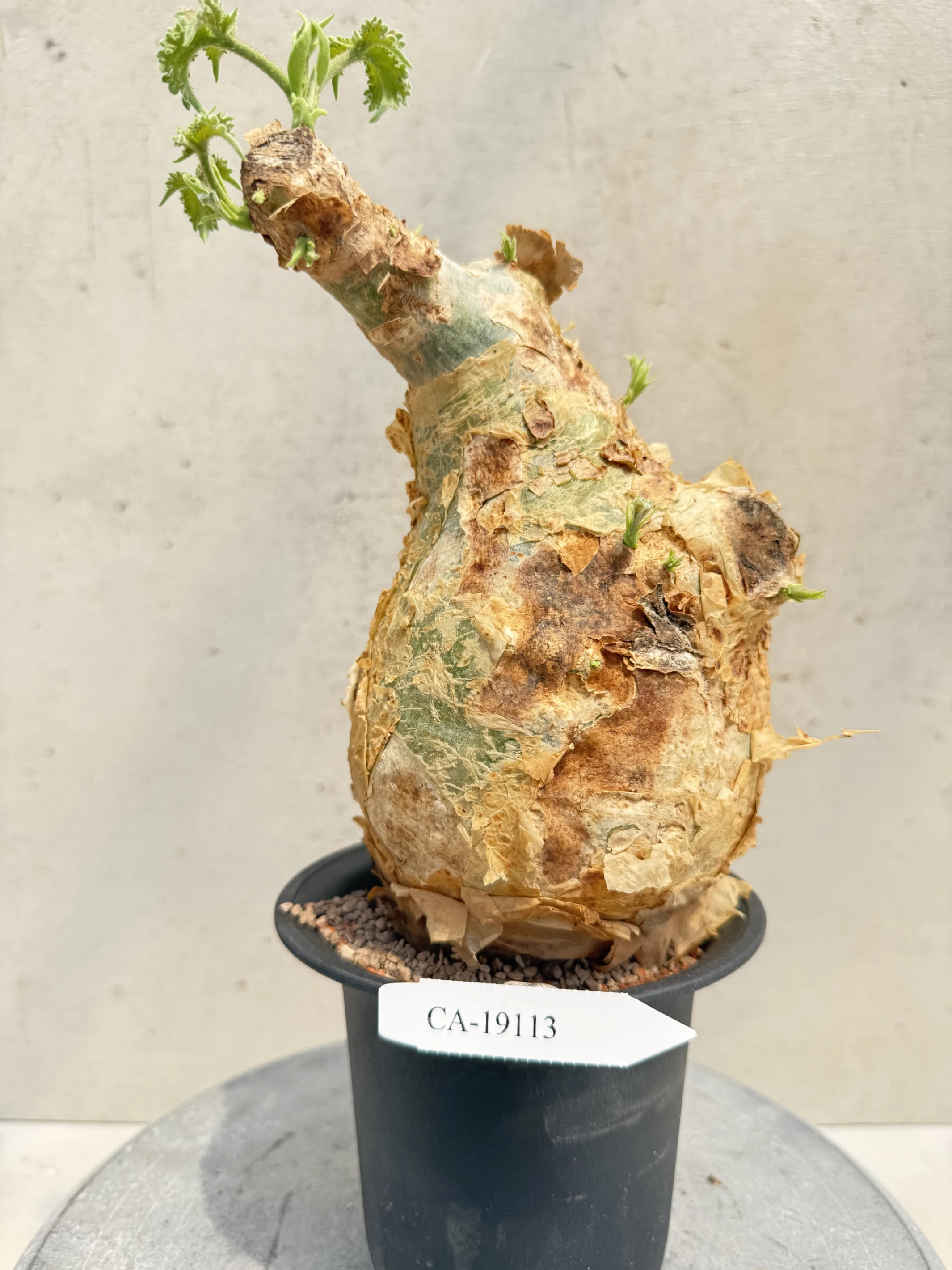 CA-19113 安哥拉葡萄甕 Cyphostemma uter var. macropus 2026-09-15