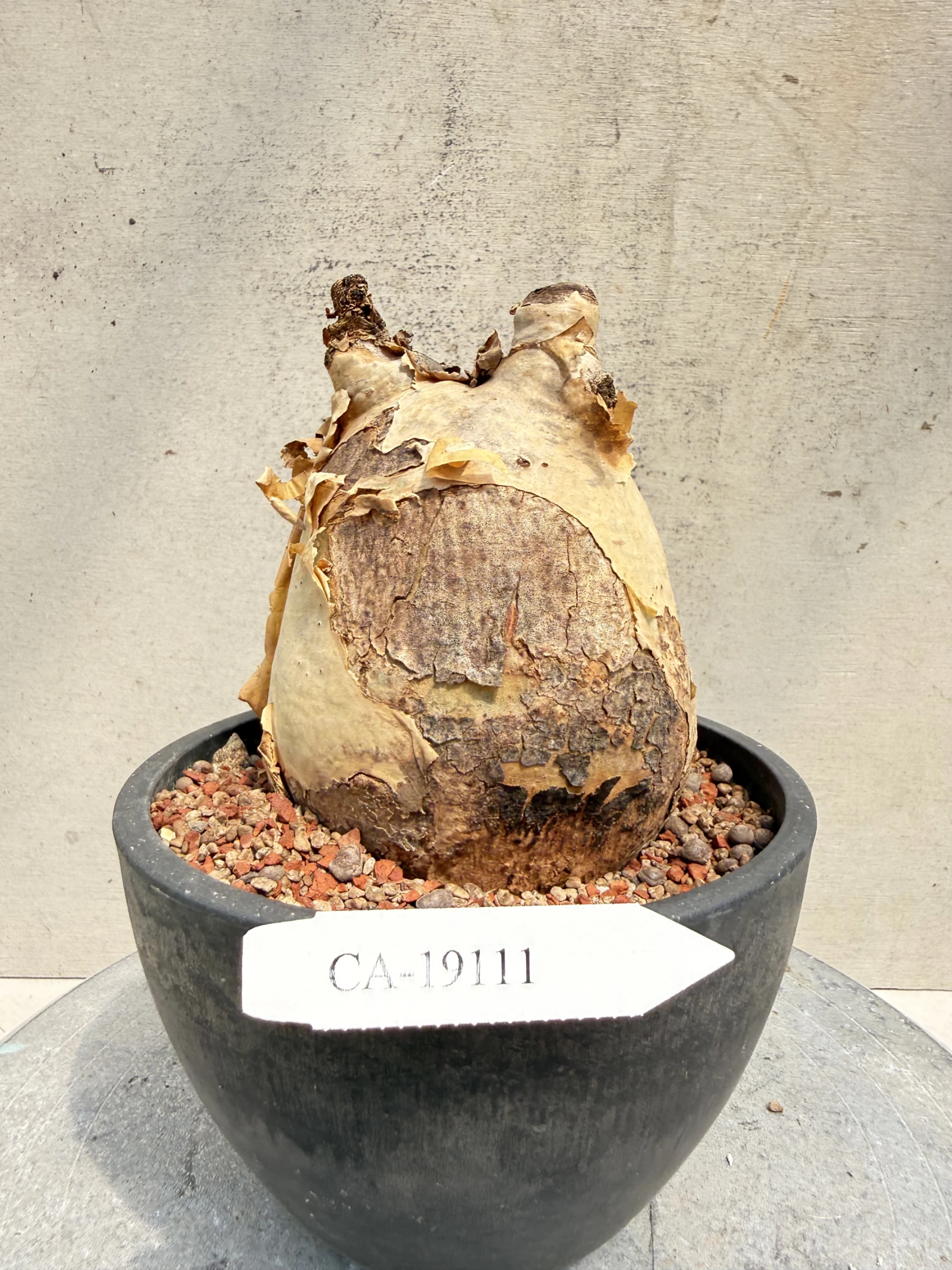 CA-19111 安哥拉葡萄甕 Cyphostemma uter var. macropus 2026-09-15