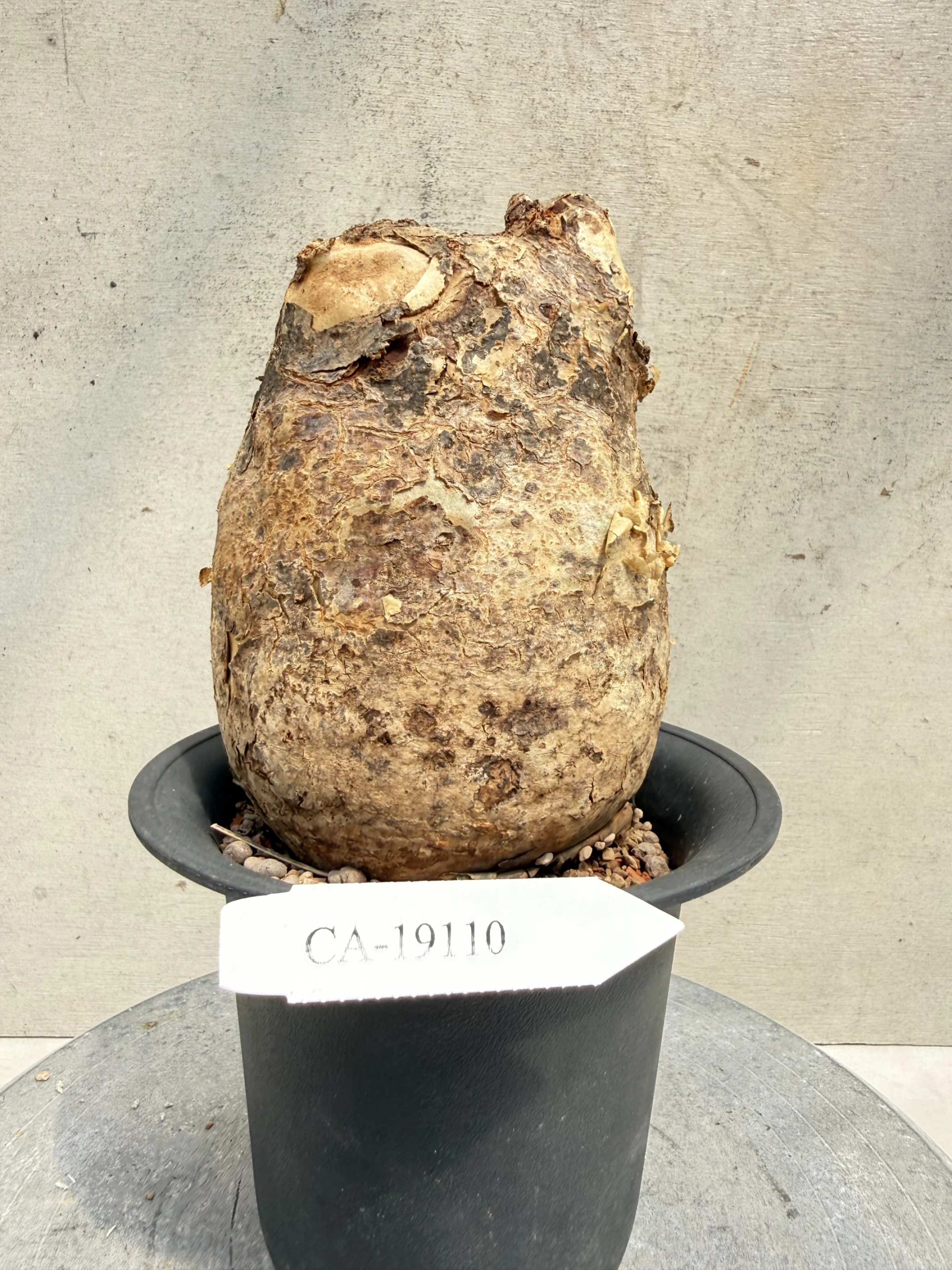 CA-19110 安哥拉葡萄甕 Cyphostemma uter var. macropus 2026-09-15