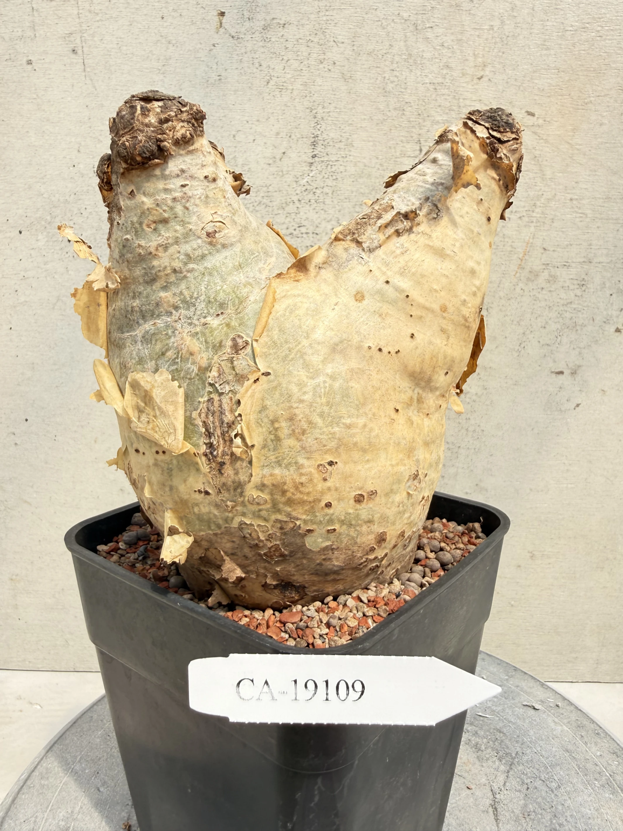 CA-19109 安哥拉葡萄甕 Cyphostemma uter var. macropus 2026-09-15