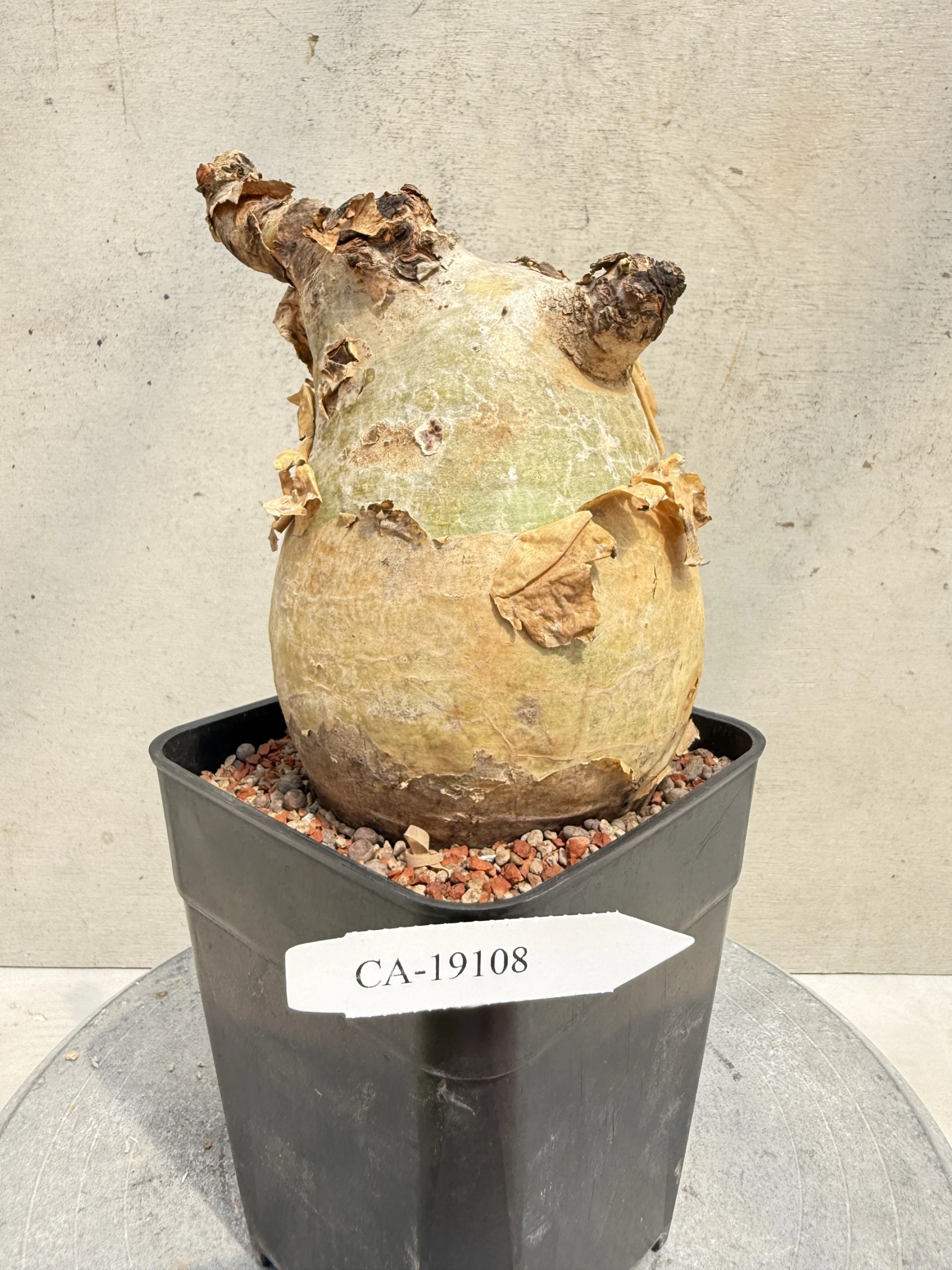 CA-19108 安哥拉葡萄甕 Cyphostemma uter var. macropus 2026-09-15