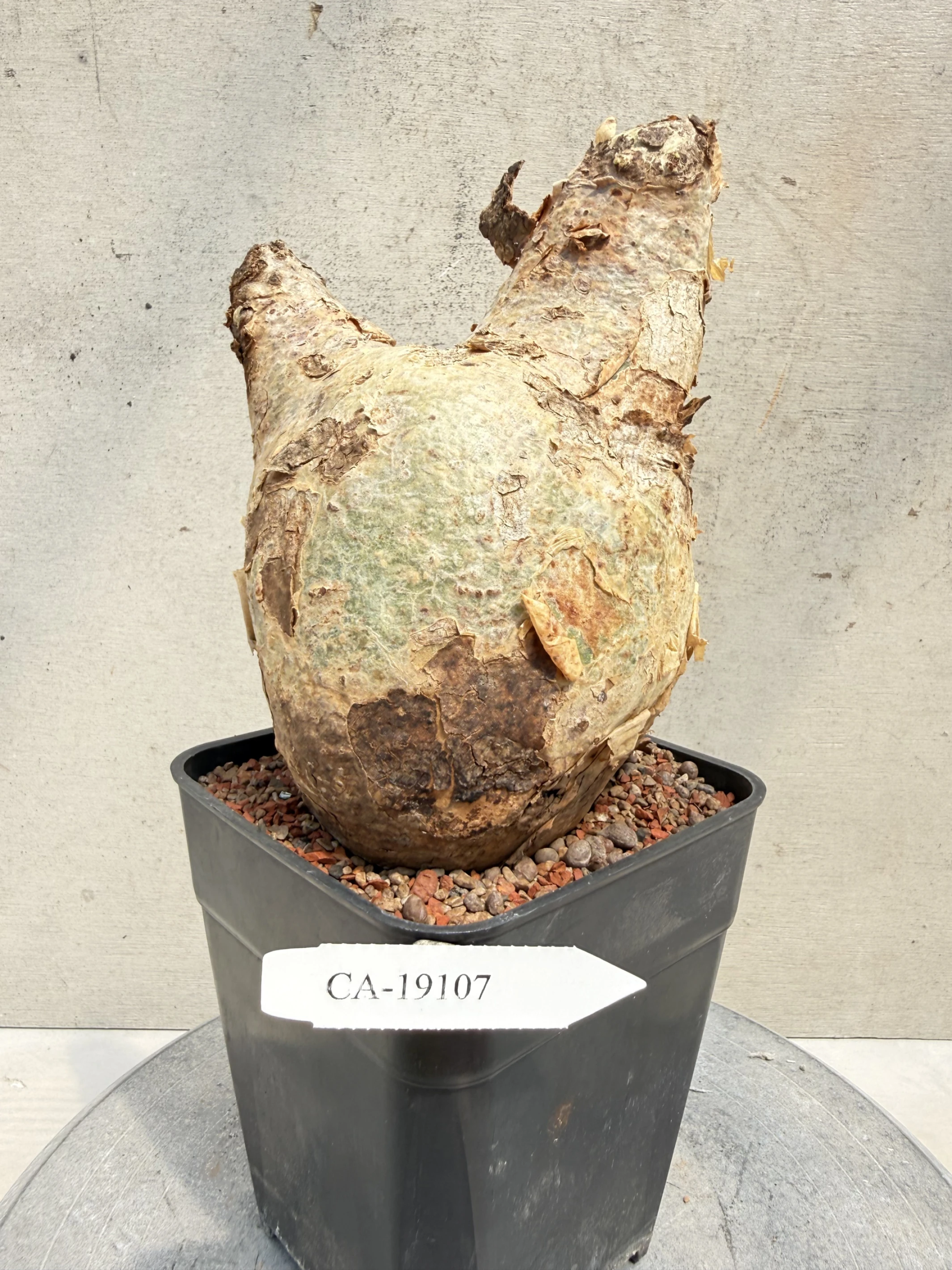 CA-19107 安哥拉葡萄甕 Cyphostemma uter var. macropus 2026-09-15