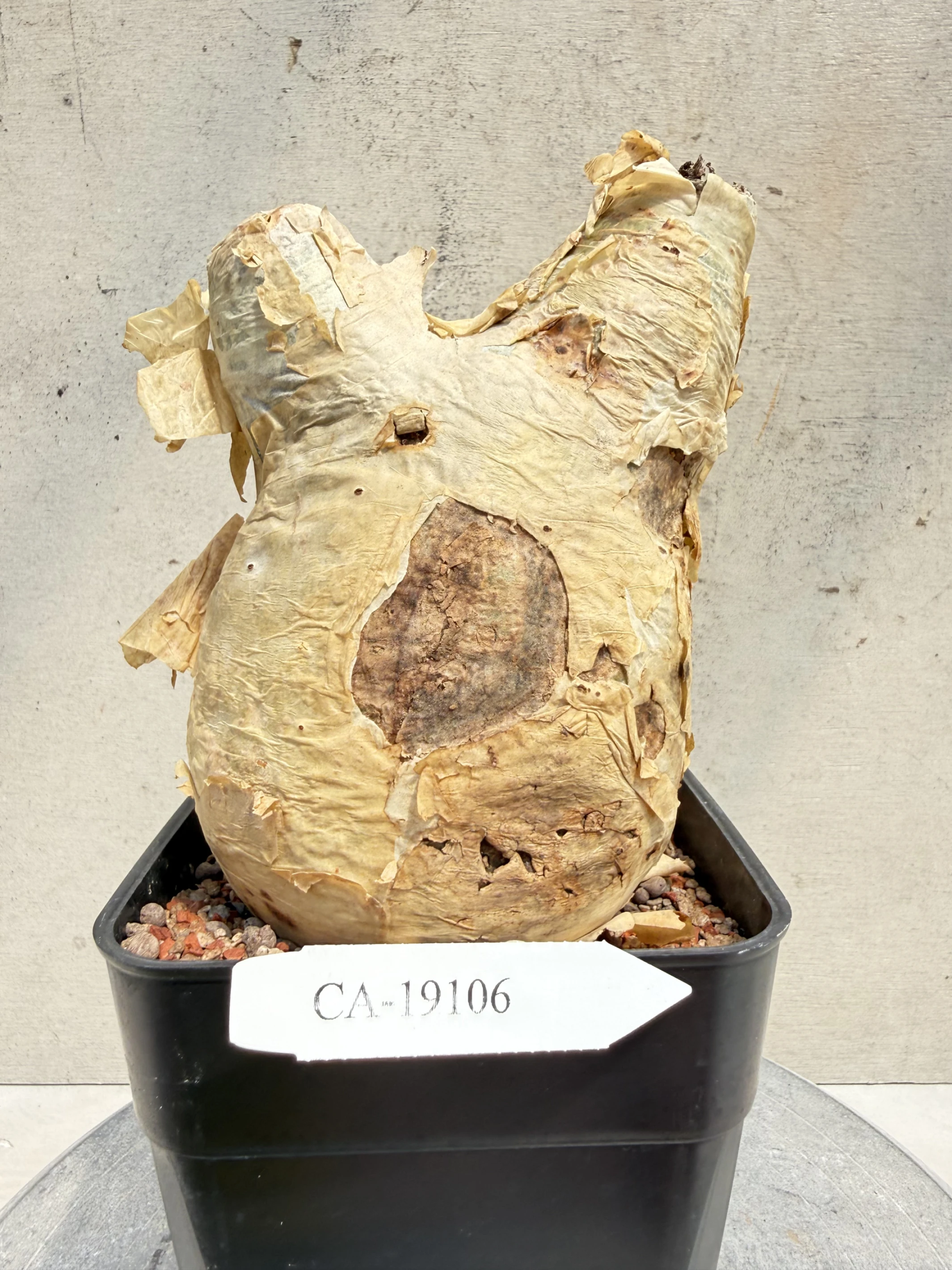 CA-19106 安哥拉葡萄甕 Cyphostemma uter var. macropus 2026-09-15