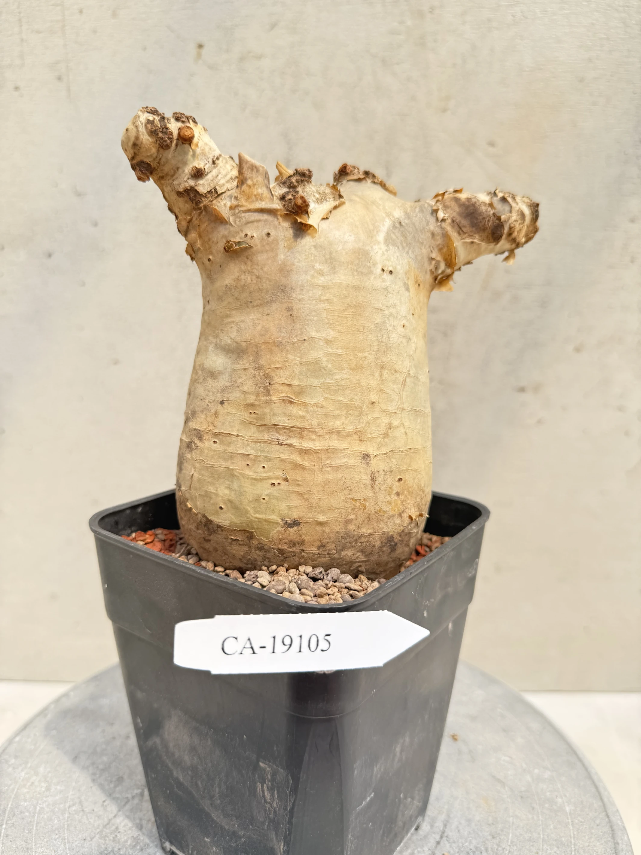CA-19105 安哥拉葡萄甕 Cyphostemma uter var. macropus 2026-09-15