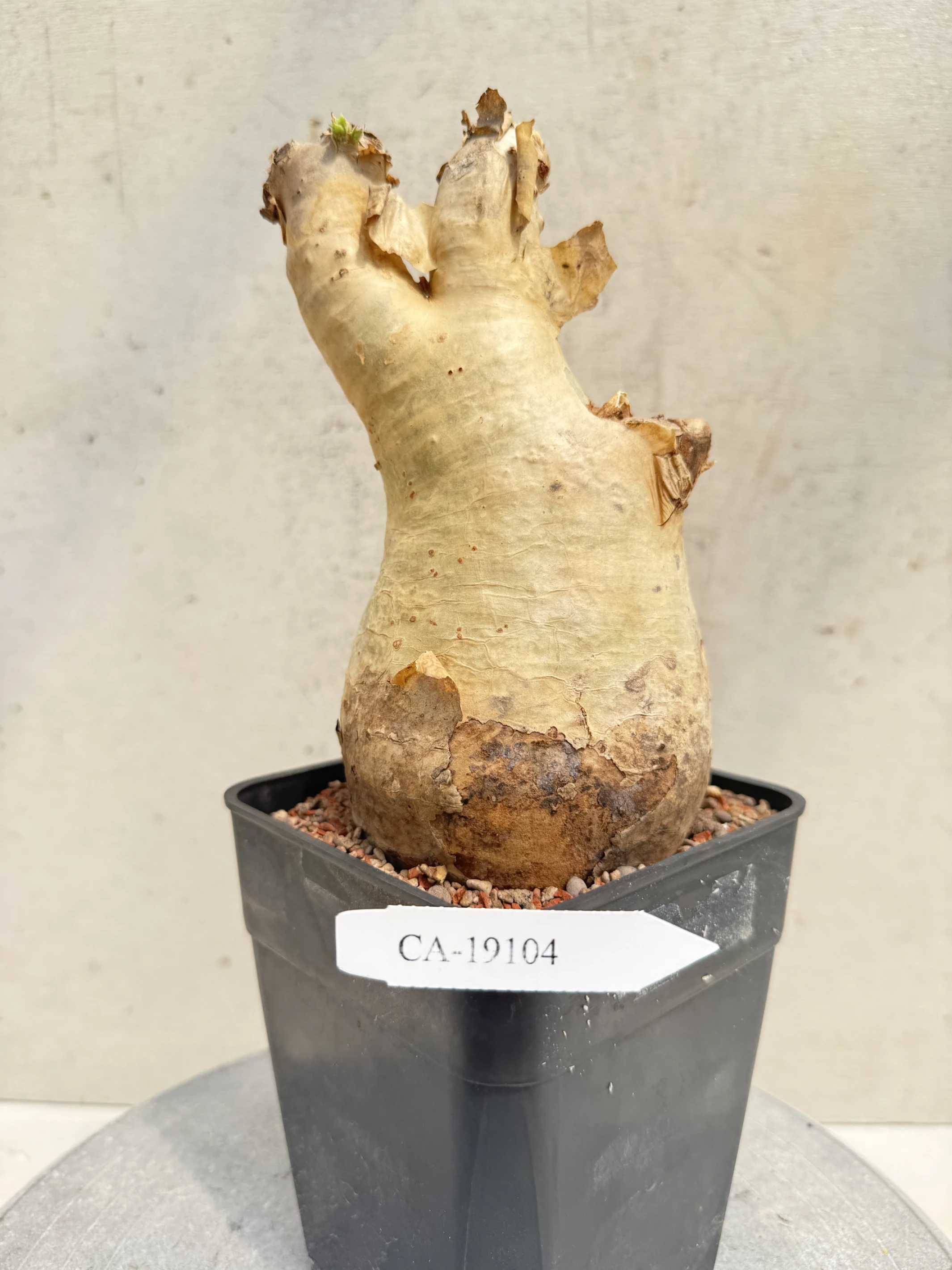 CA-19104 安哥拉葡萄甕 Cyphostemma uter var. macropus 2026-09-15