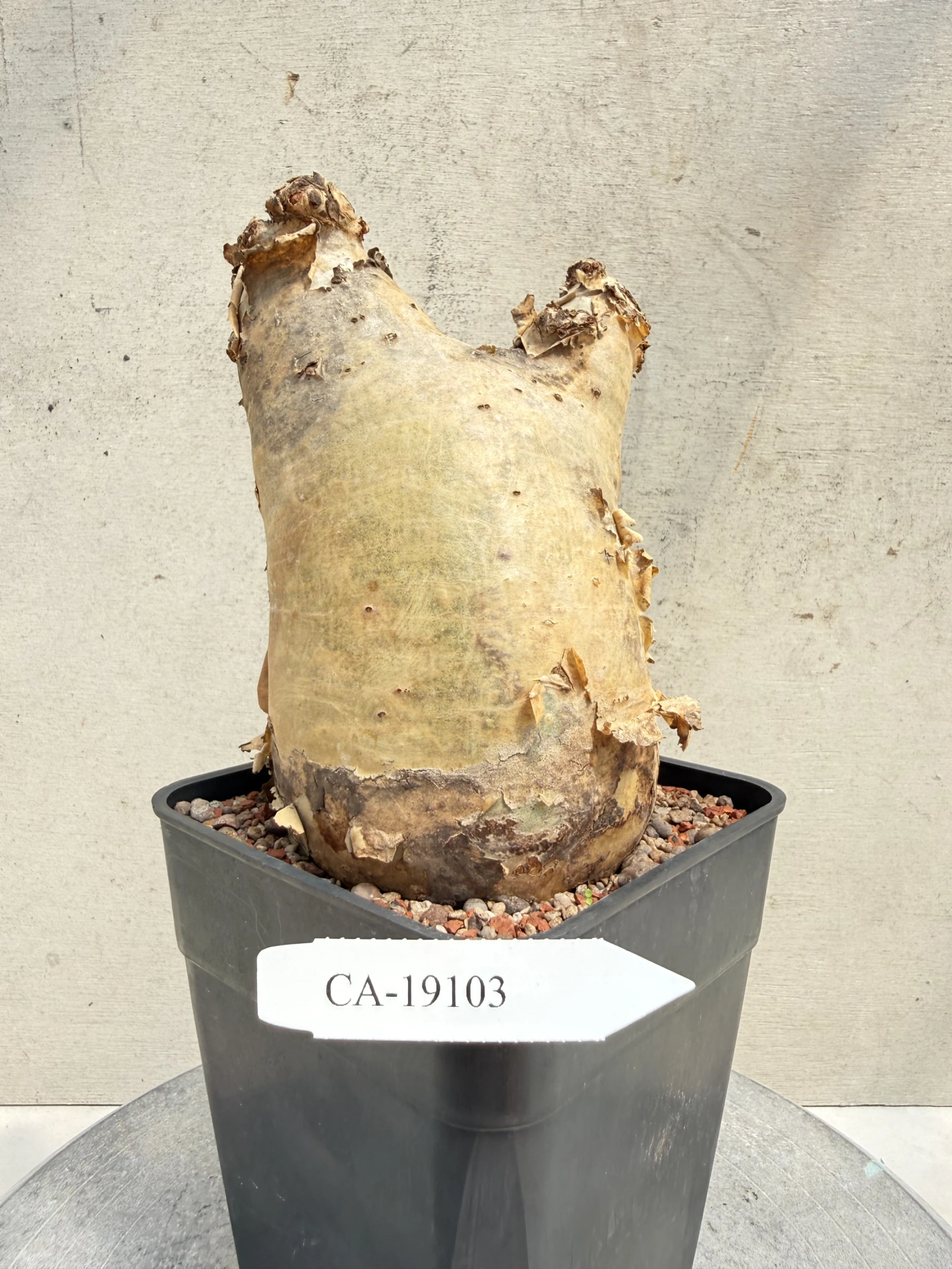 CA-19103 安哥拉葡萄甕 Cyphostemma uter var. macropus 2026-09-15