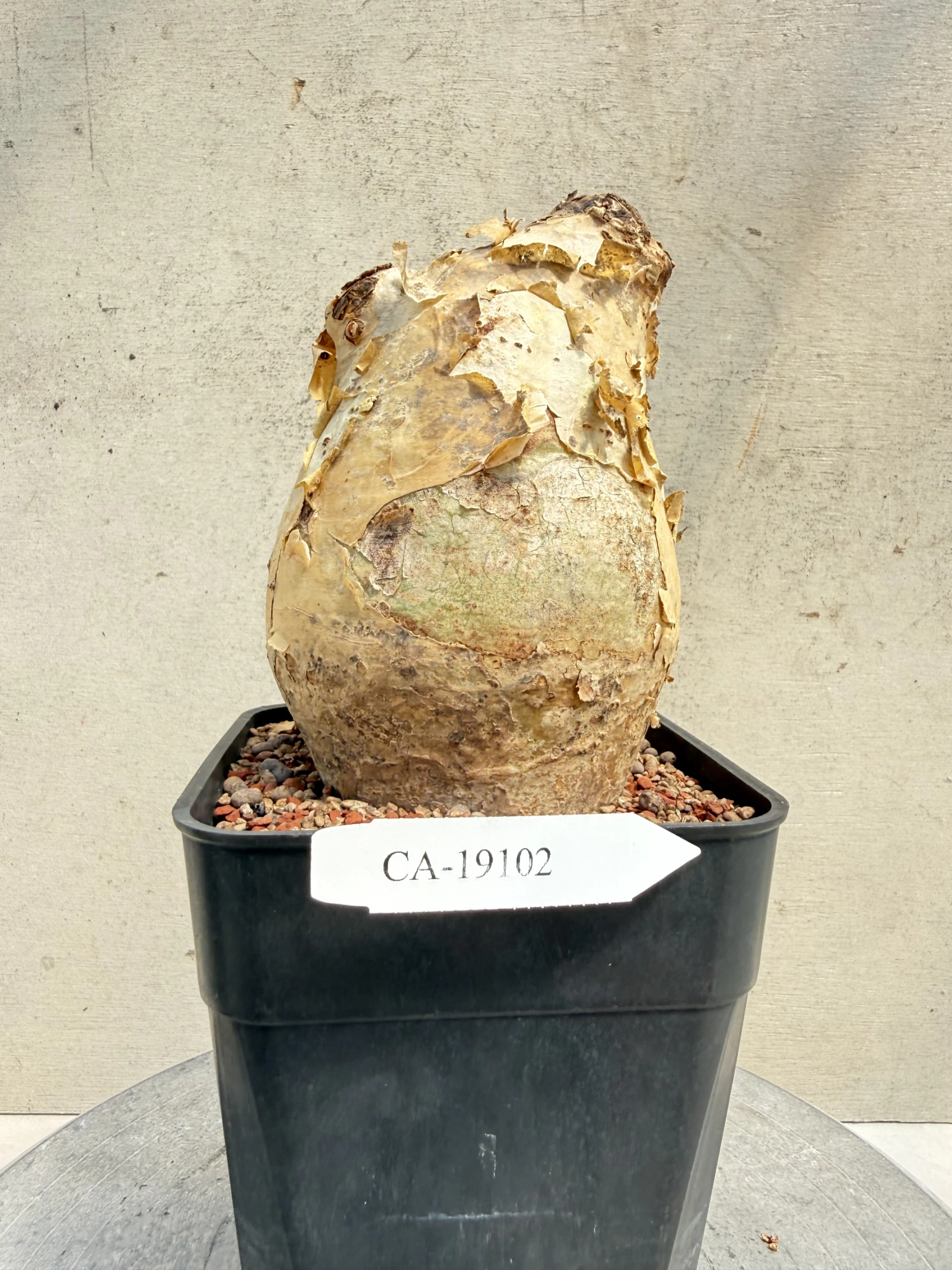 CA-19102 安哥拉葡萄甕 Cyphostemma uter var. macropus 2026-09-15