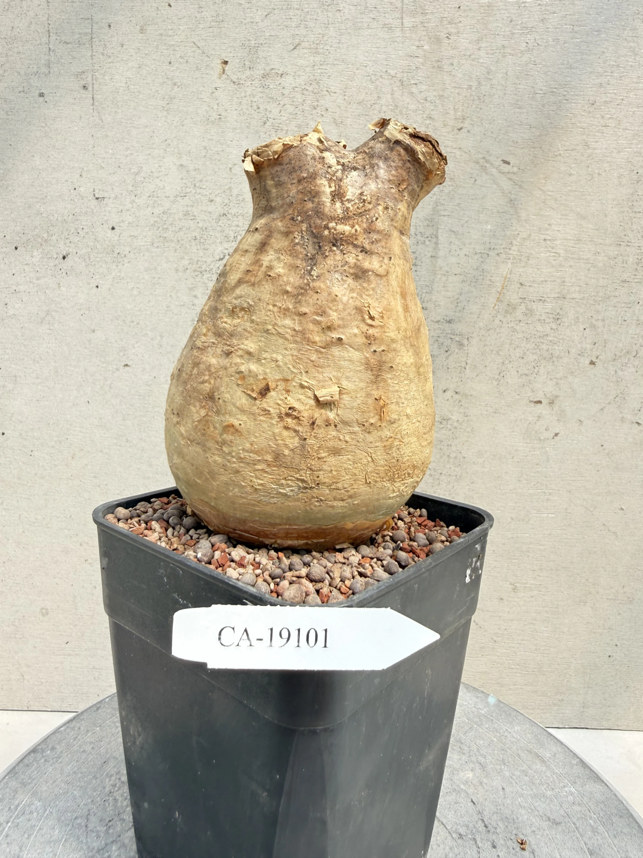 CA-19101 安哥拉葡萄甕 Cyphostemma uter var. macropus 2026-09-15