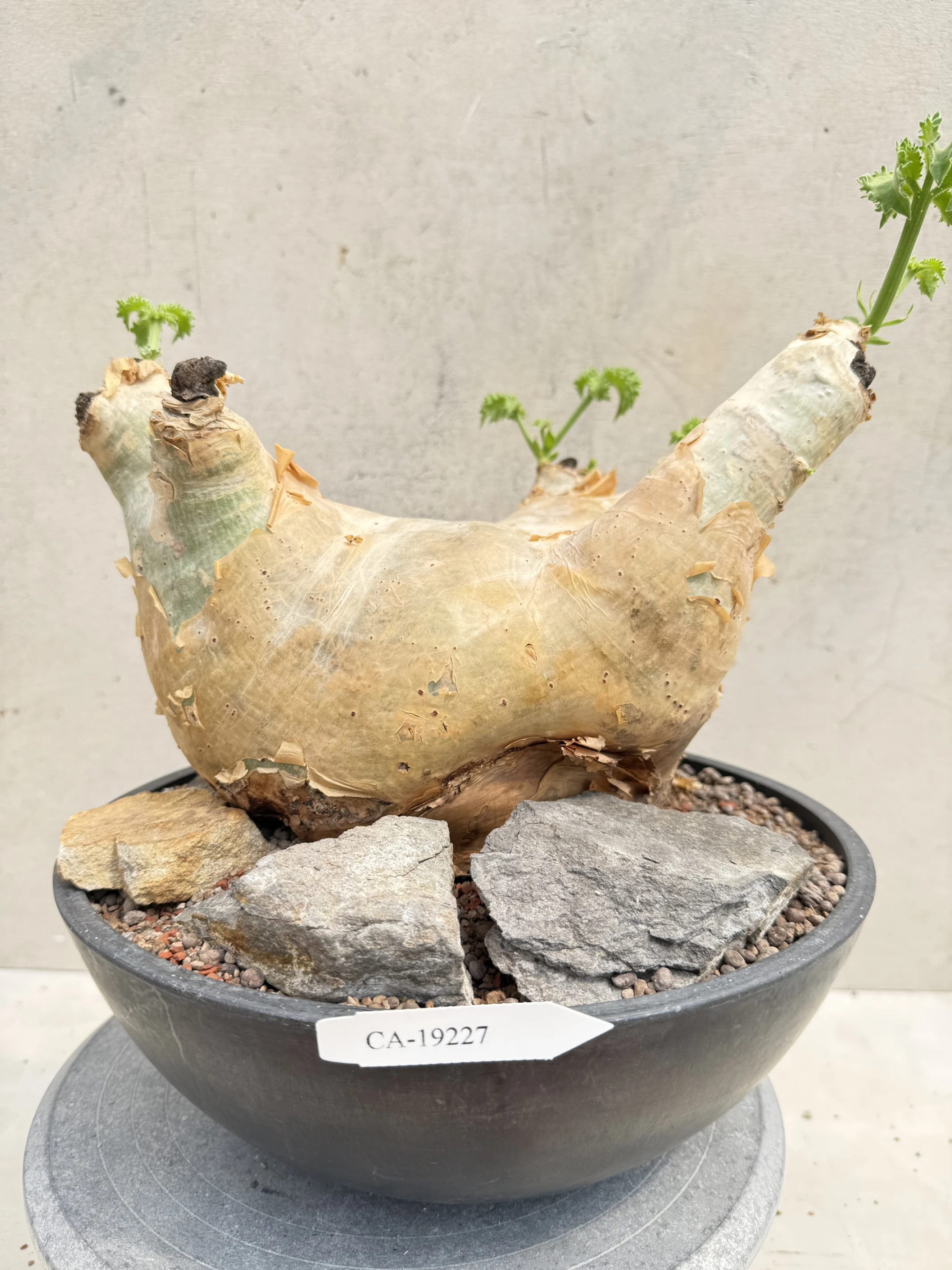 CA-19227 安哥拉葡萄甕 Cyphostemma uter var. macropus 2026-09-15